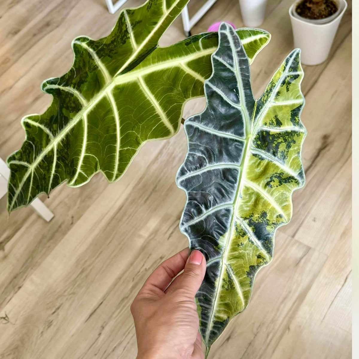 Alocasia Sanderiana Bull Aurea corm (1 corm)
