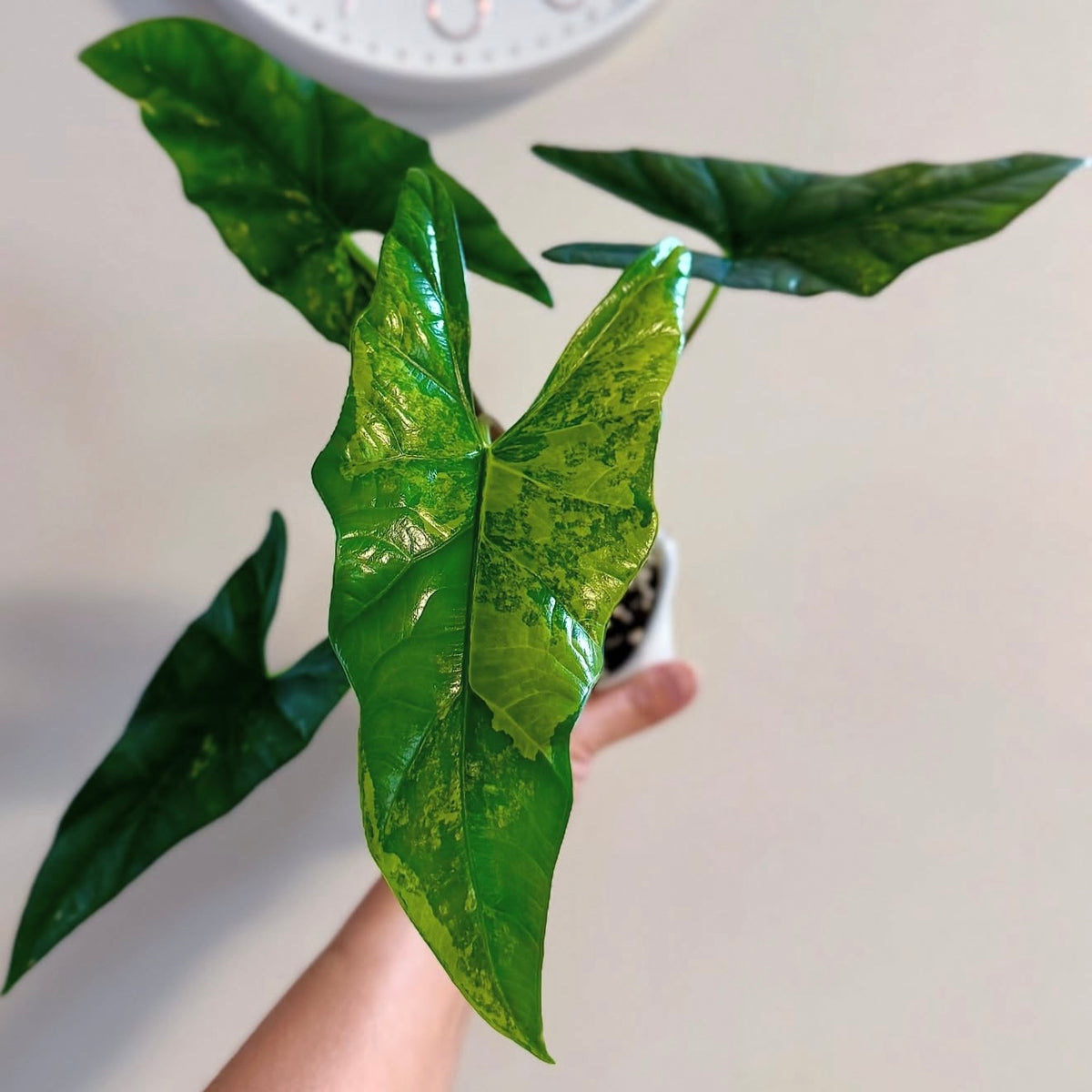 Alocasia Simpo Aurea corm (1 corm)