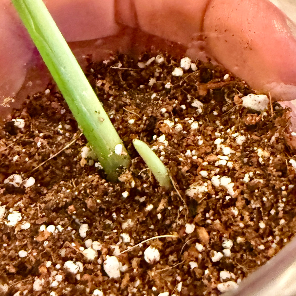 Monstera Adansonii Albo #3