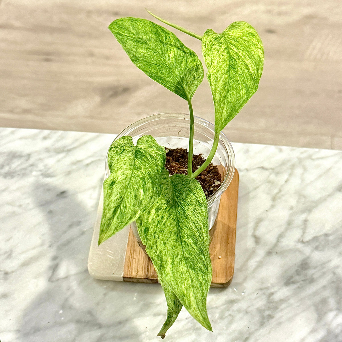 Monstera Lanita Mint #2