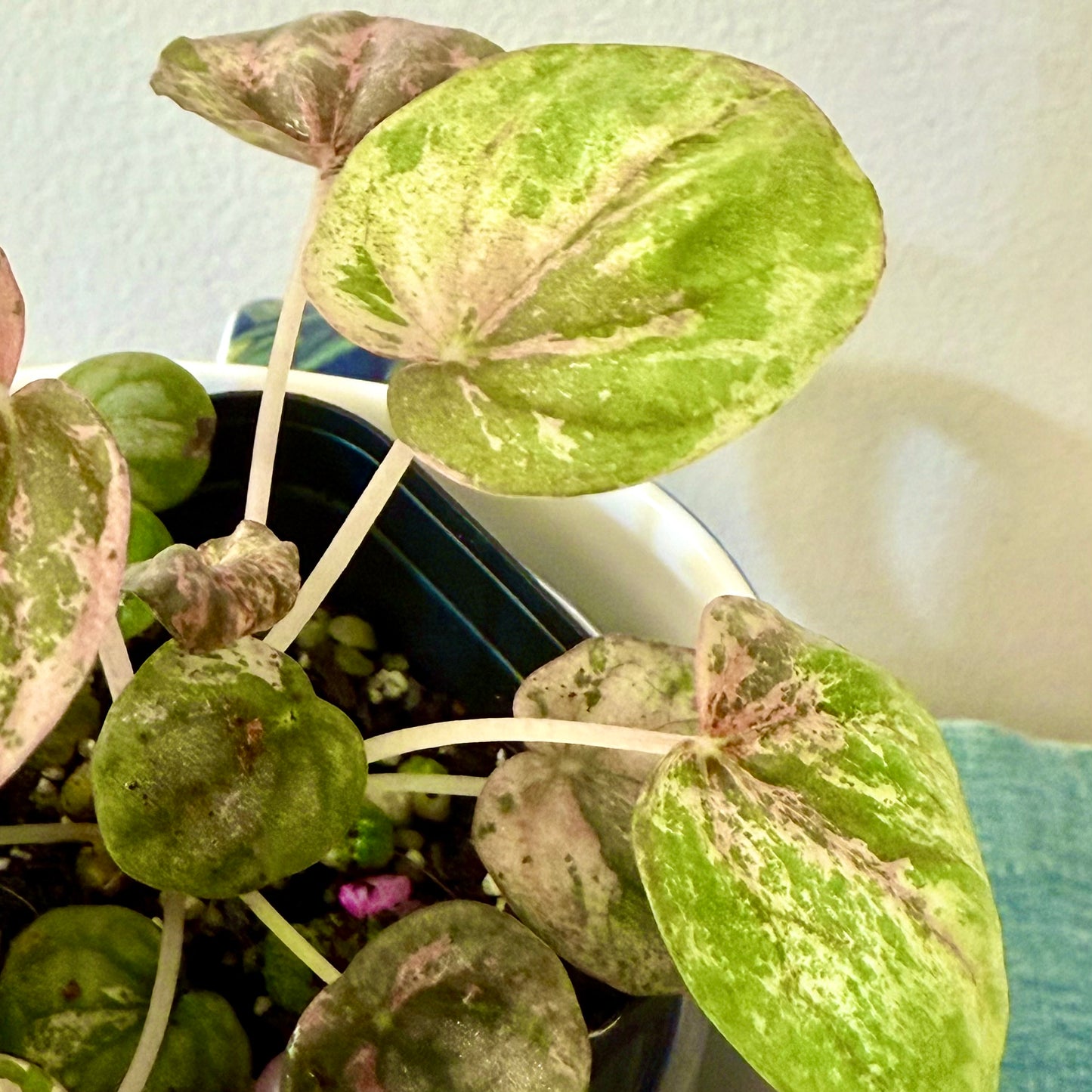 Peperomia Pink Marble