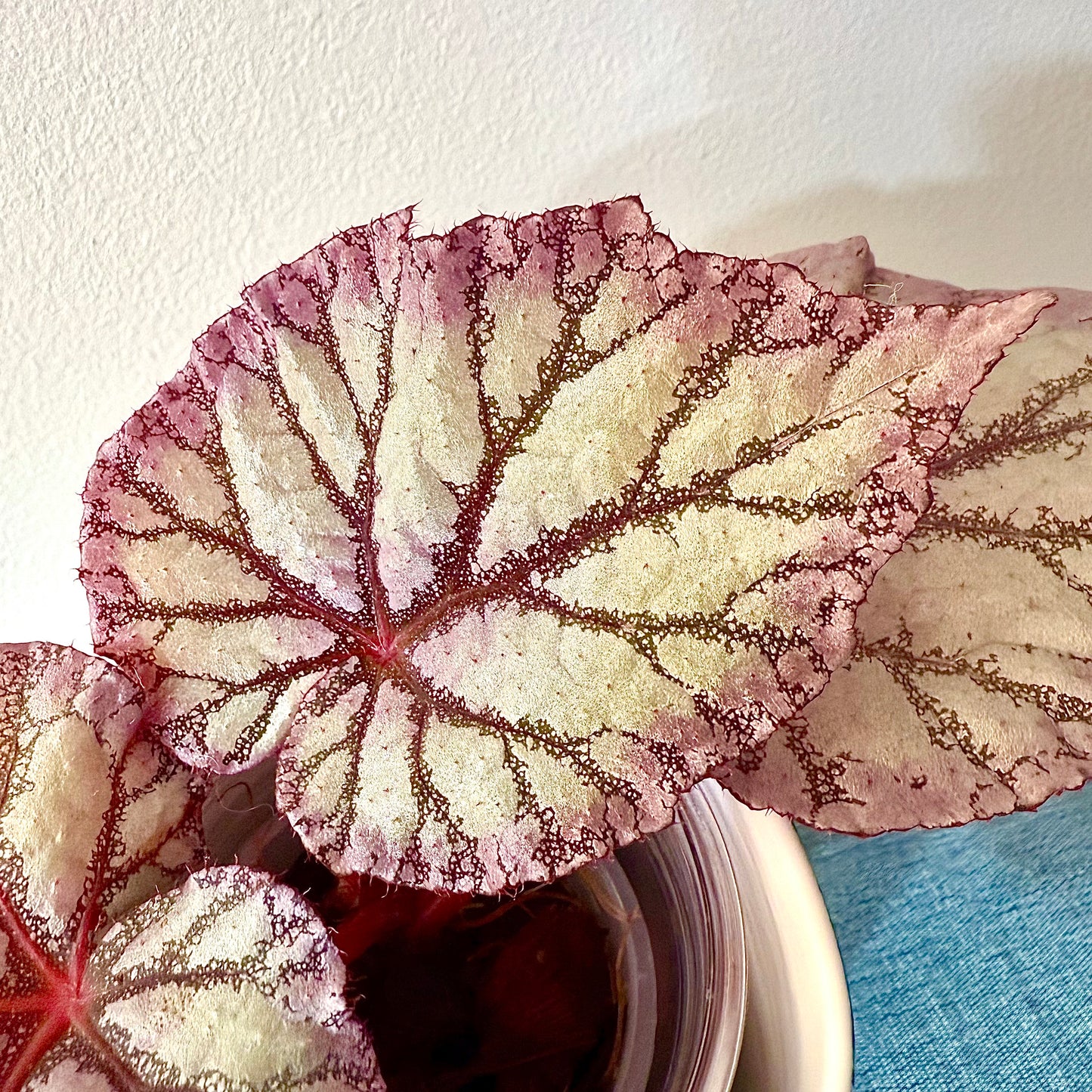 Begonia Ka - Хамелеон