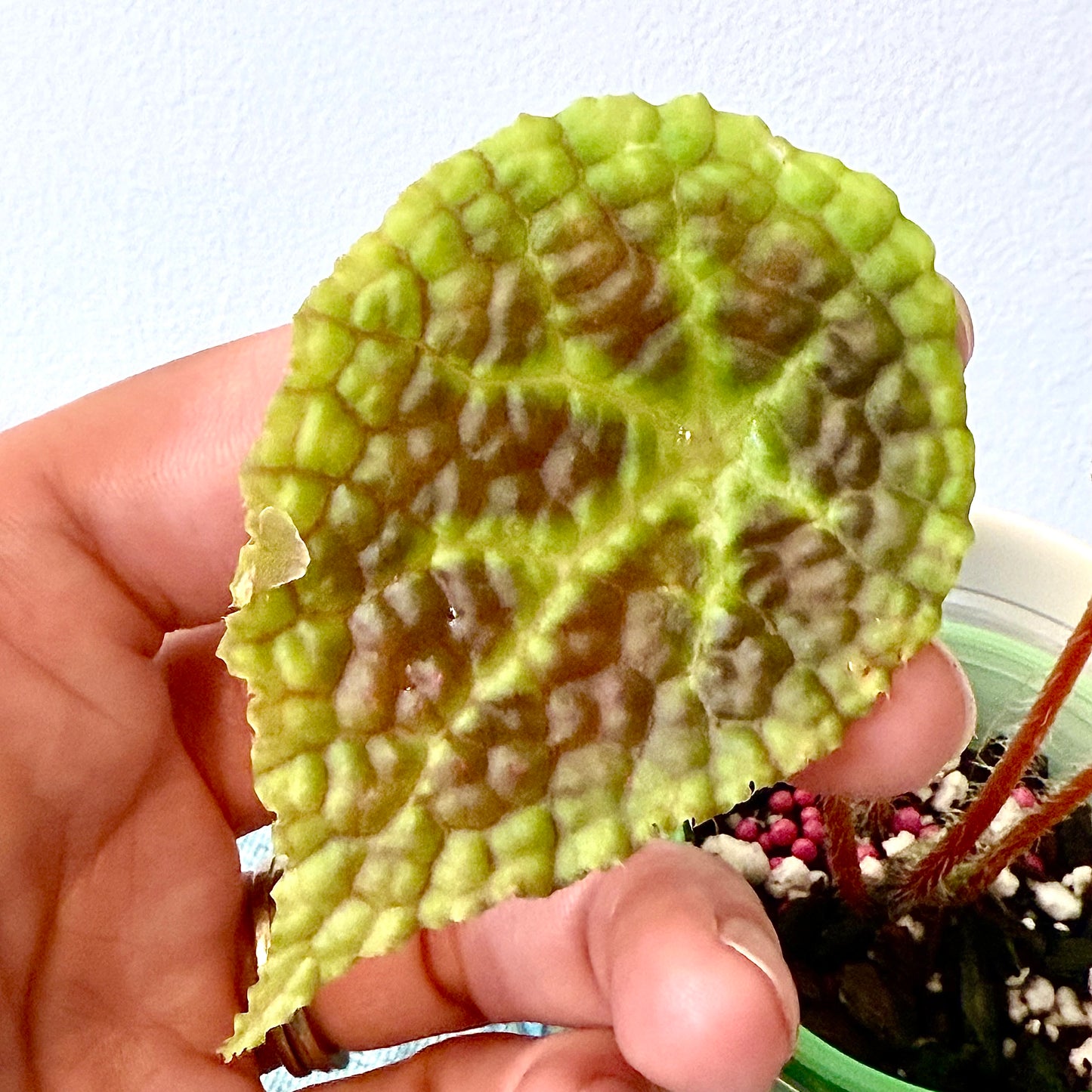 Begonia Staudtii x Microsperma