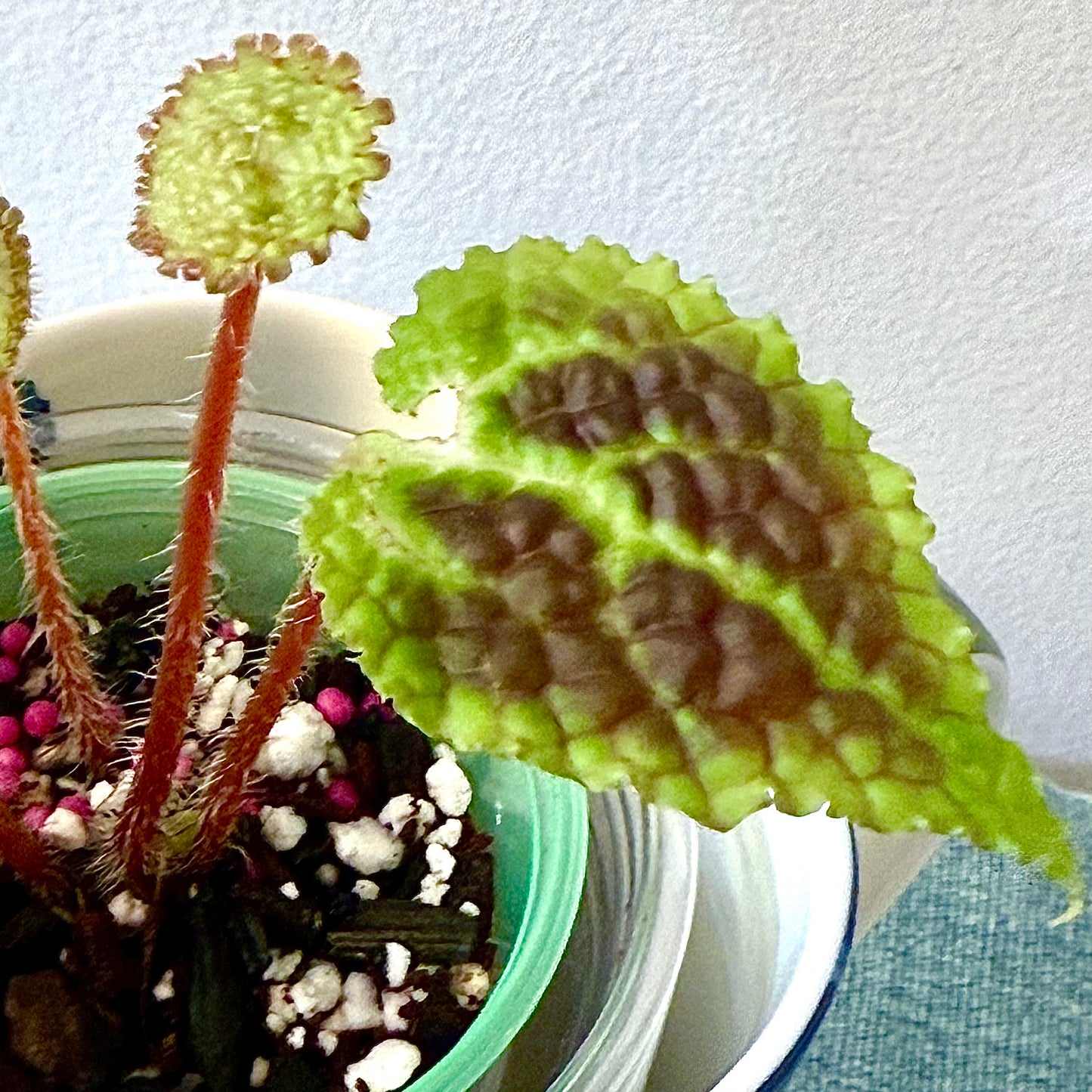 Begonia Staudtii x Microsperma
