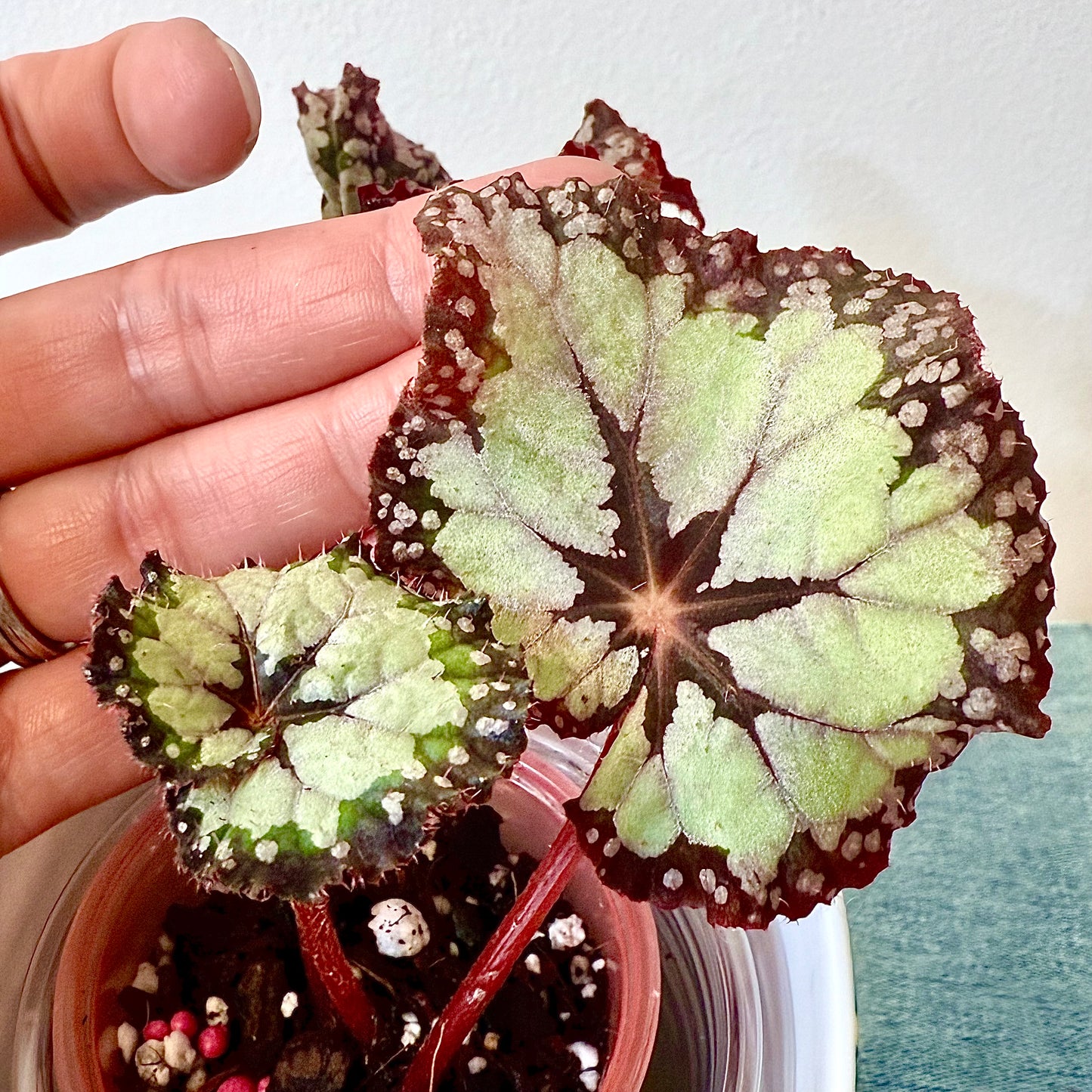 Begonia DS- Dolche Vita