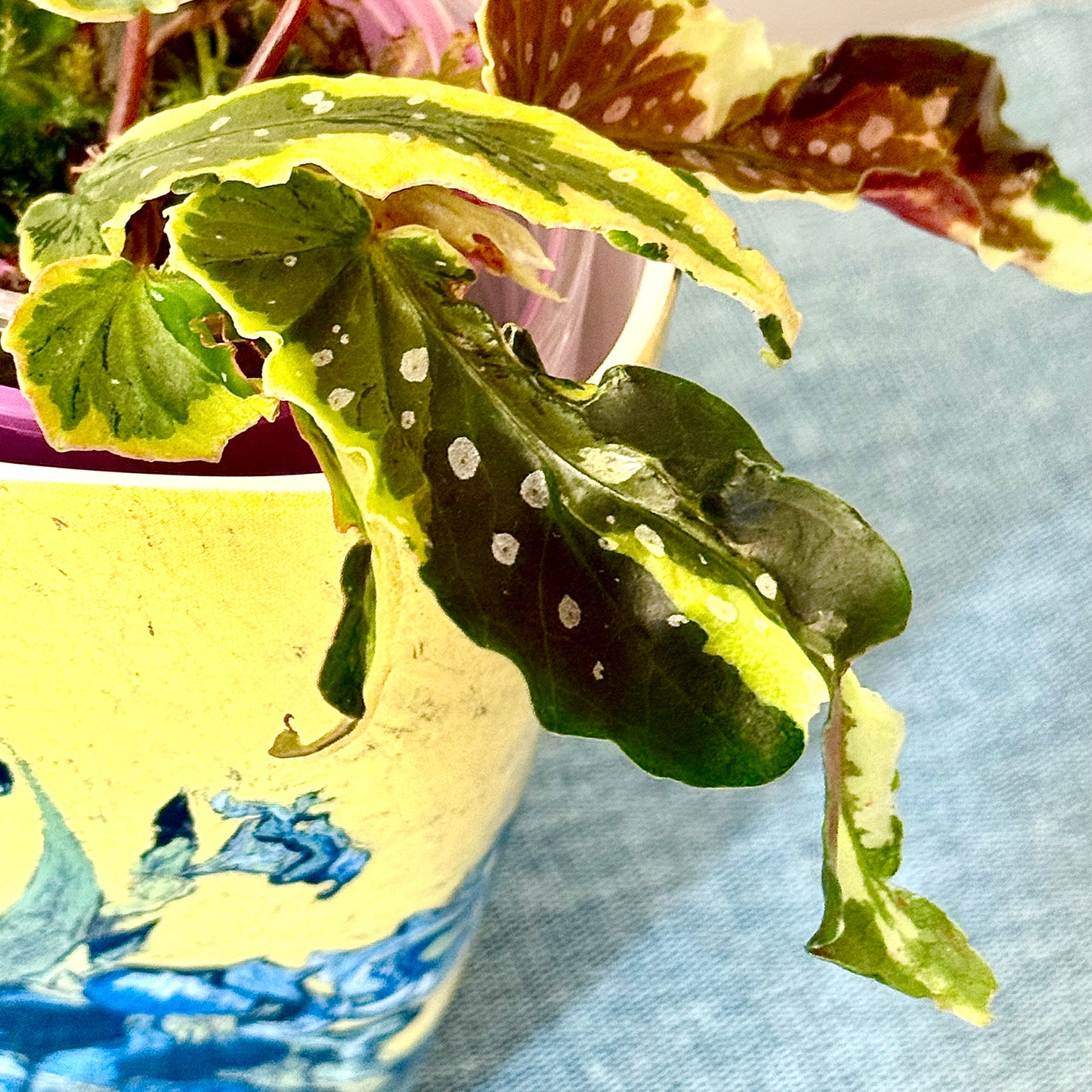 Begonia Dainty Spray Sport #1
