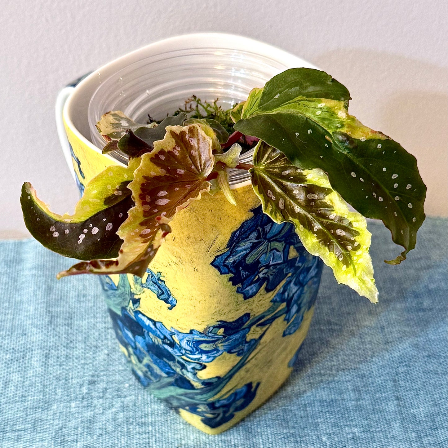 Begonia Dainty Spray Sport #2