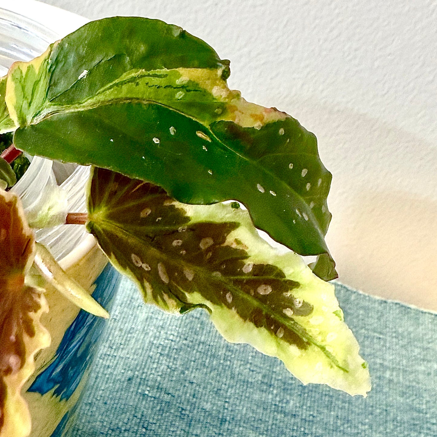 Begonia Dainty Spray Sport #2
