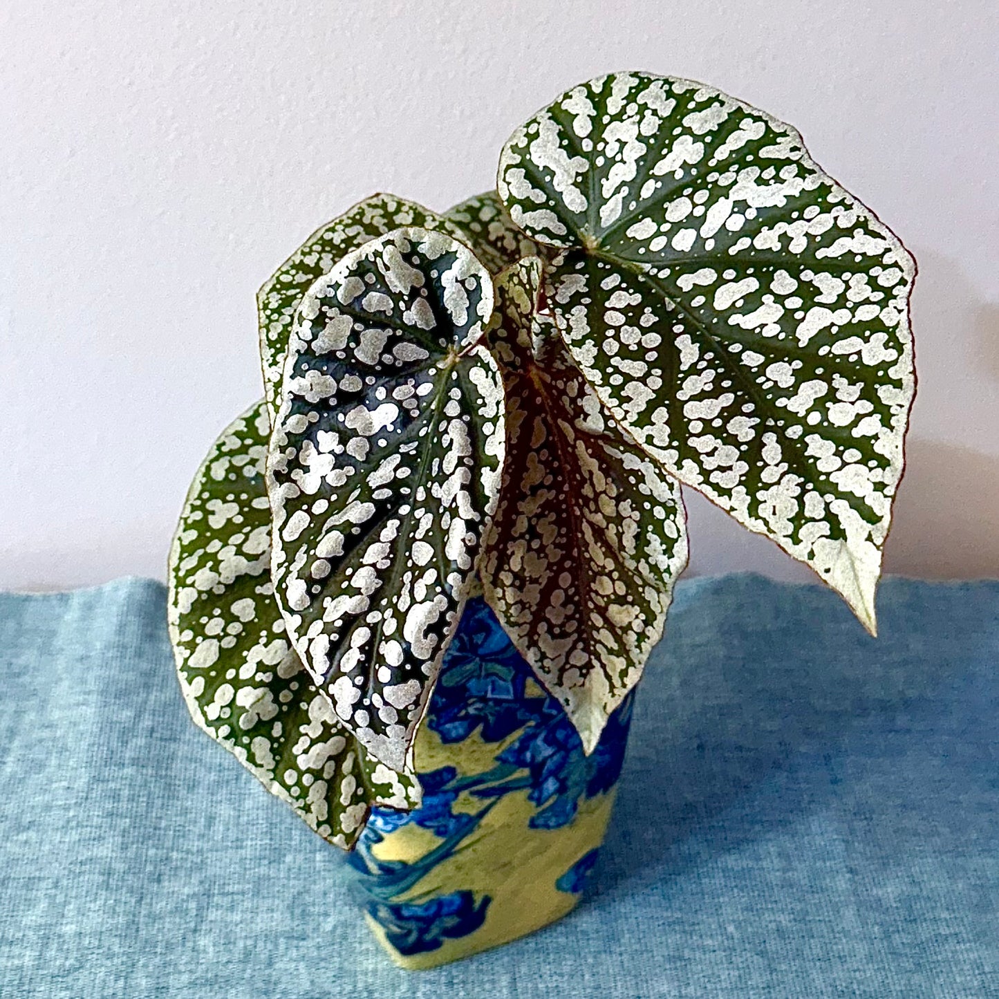 Begonia Snow Capped