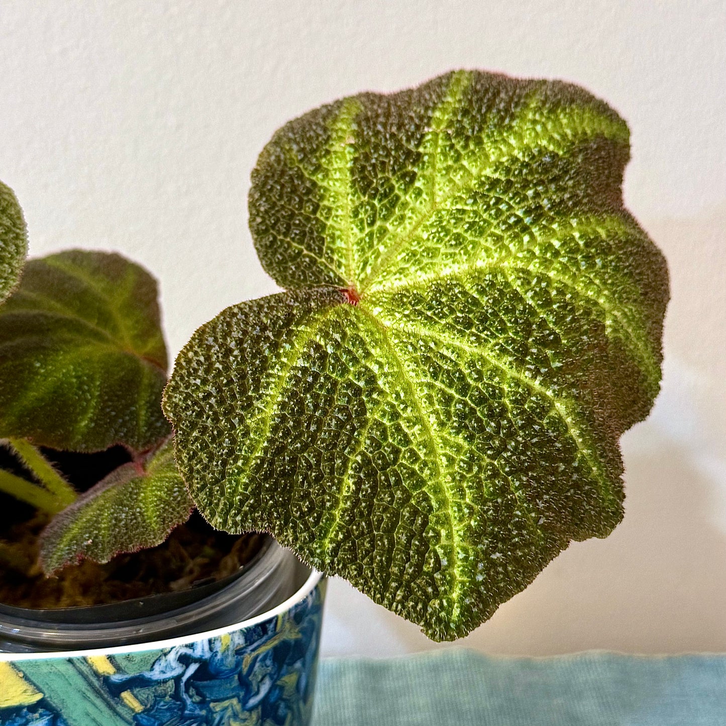 Begonia Solimutata