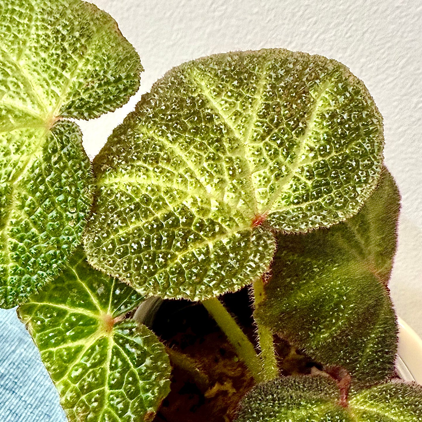 Begonia Solimutata