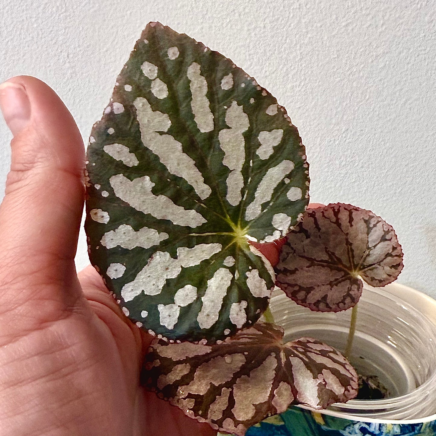 Begonia Silver Dollar
