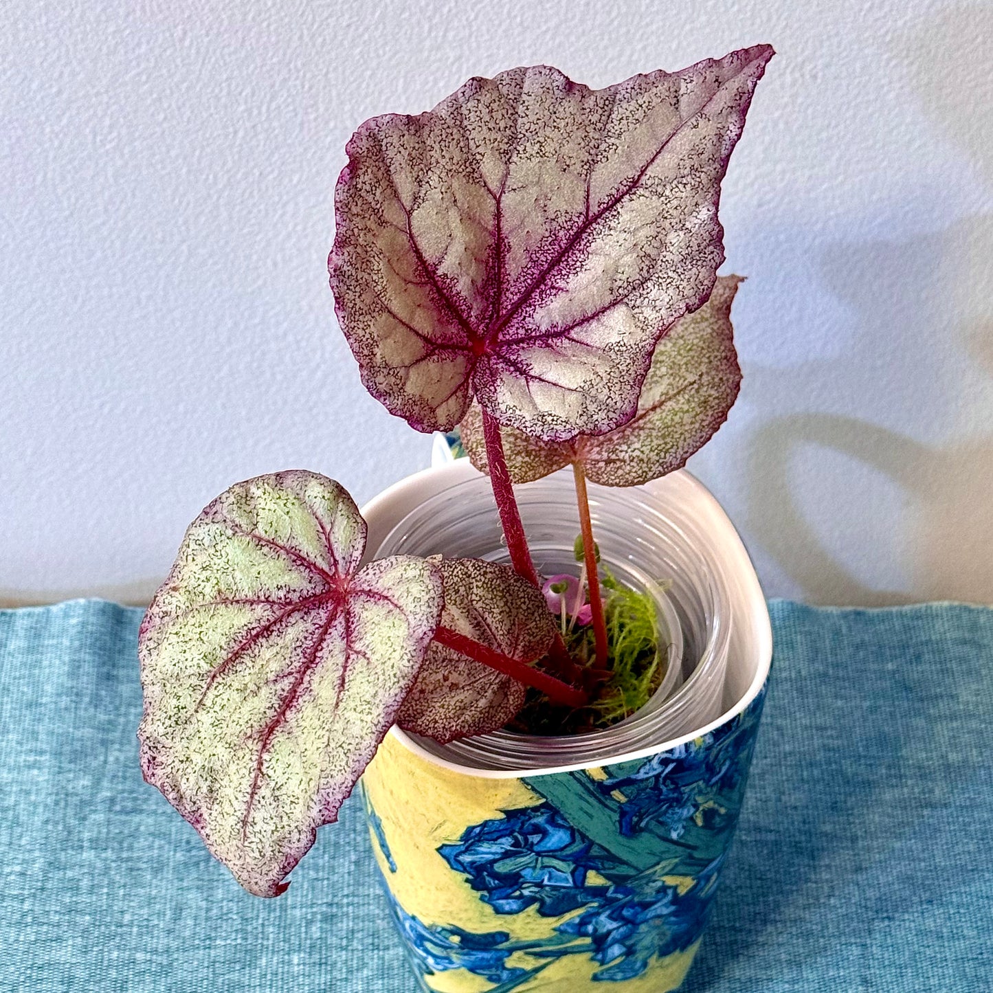 Begonia Ella Marguerite #1