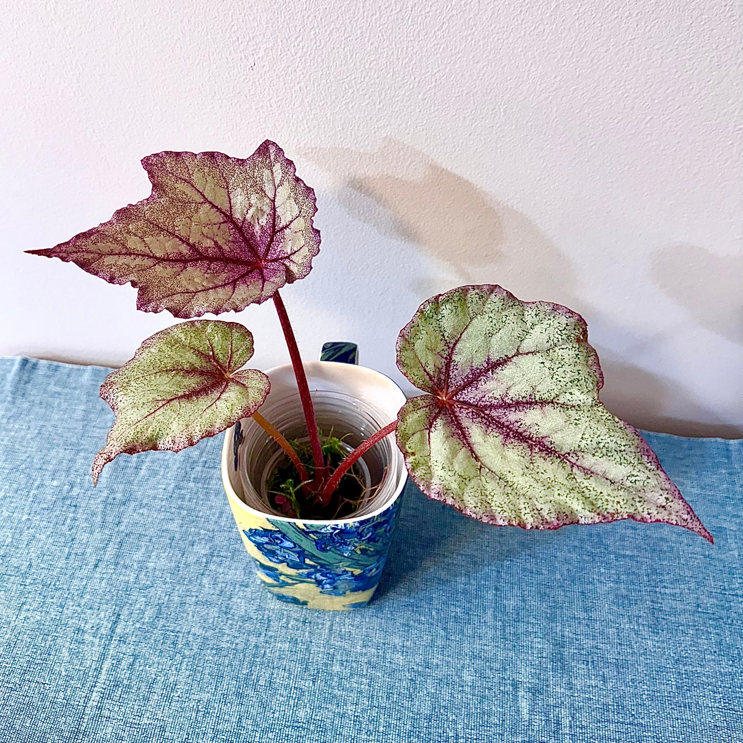 Begonia Ella Marguerite #2