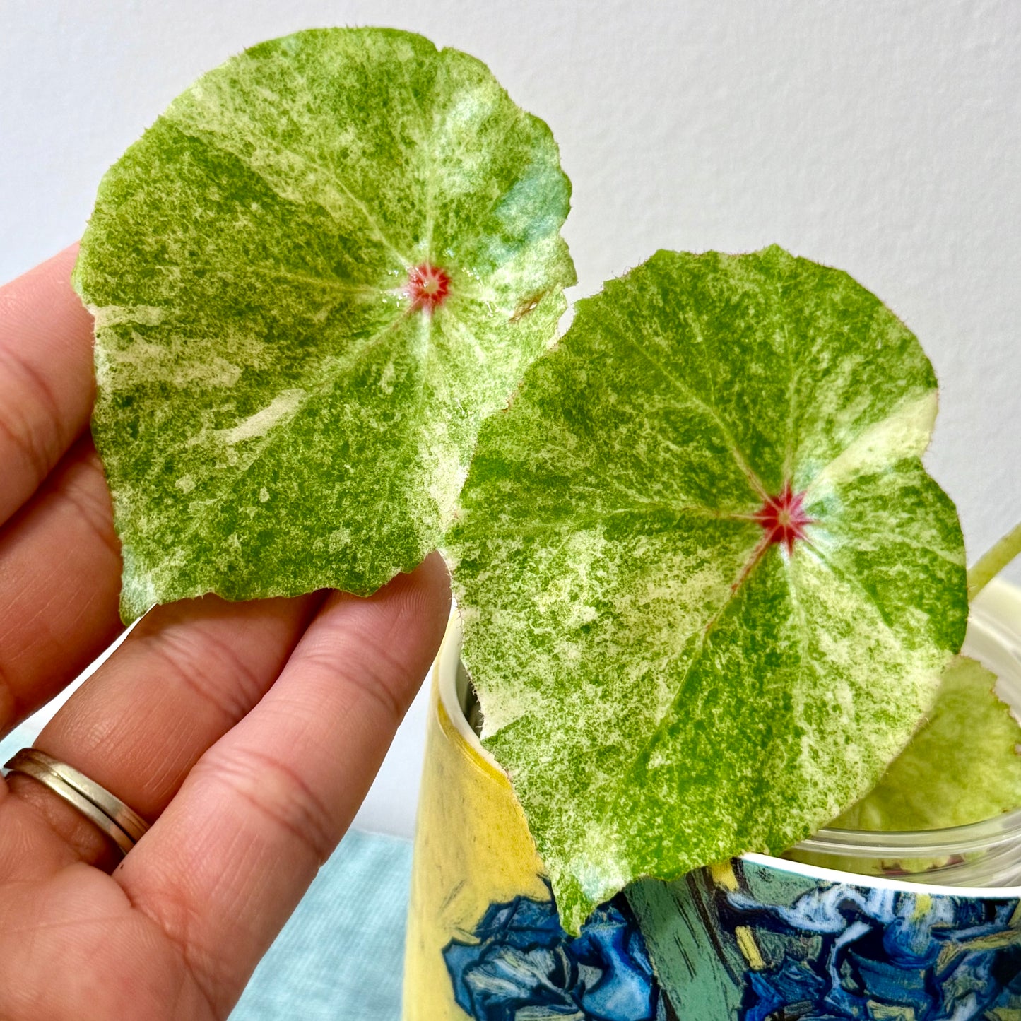 Begonia Rouge Variegated