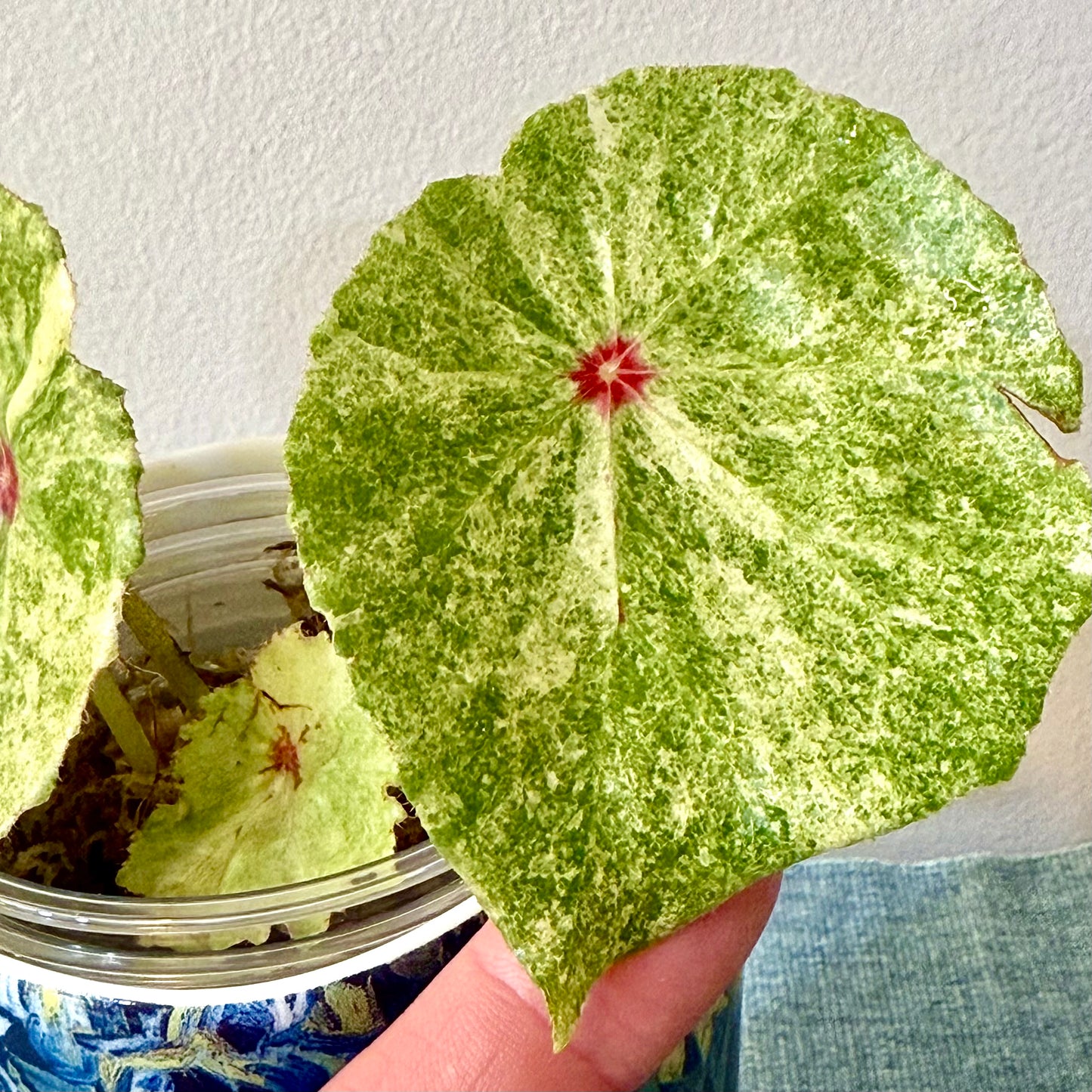 Begonia Rouge Variegated