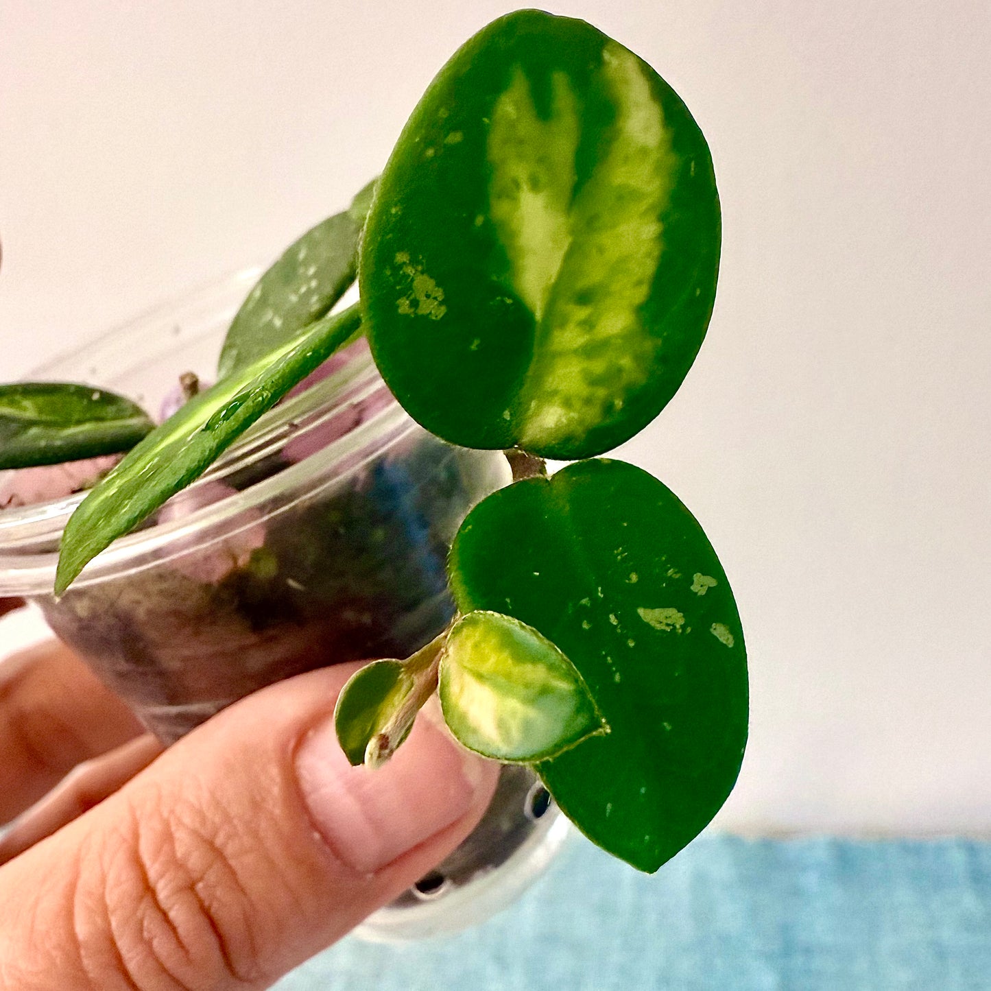 Hoya Mathilde Variegated
