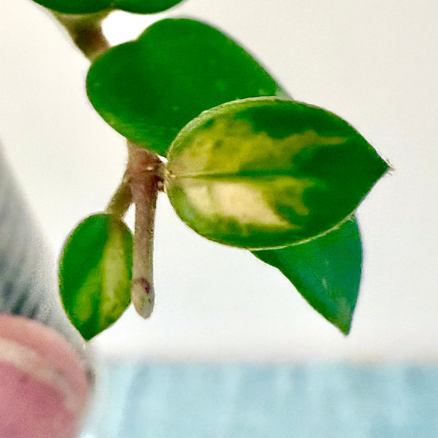 Hoya Mathilde Variegated