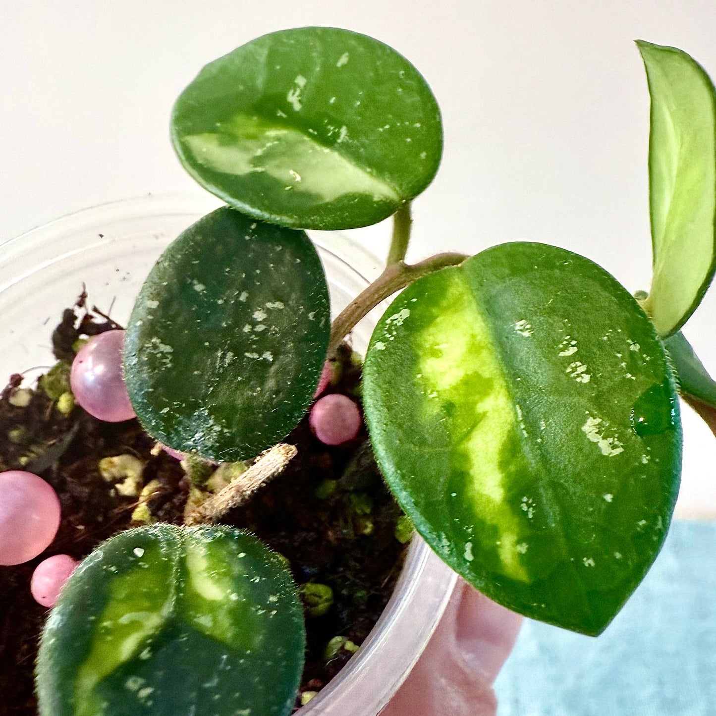 Hoya Mathilde Variegated