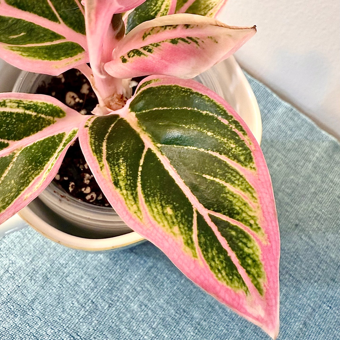 Aglaonema Lotus Delight #2