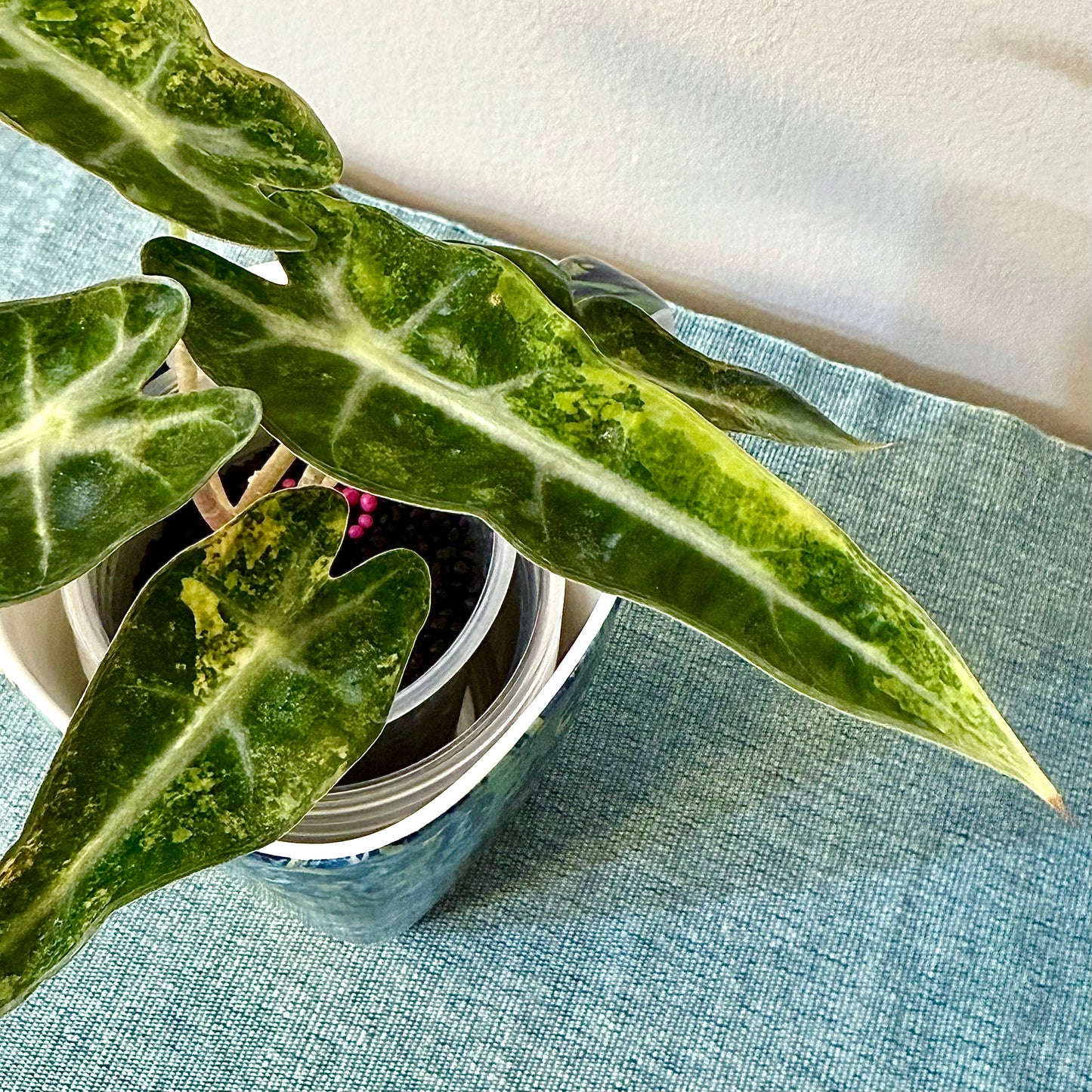 Alocasia Bambino Aurea