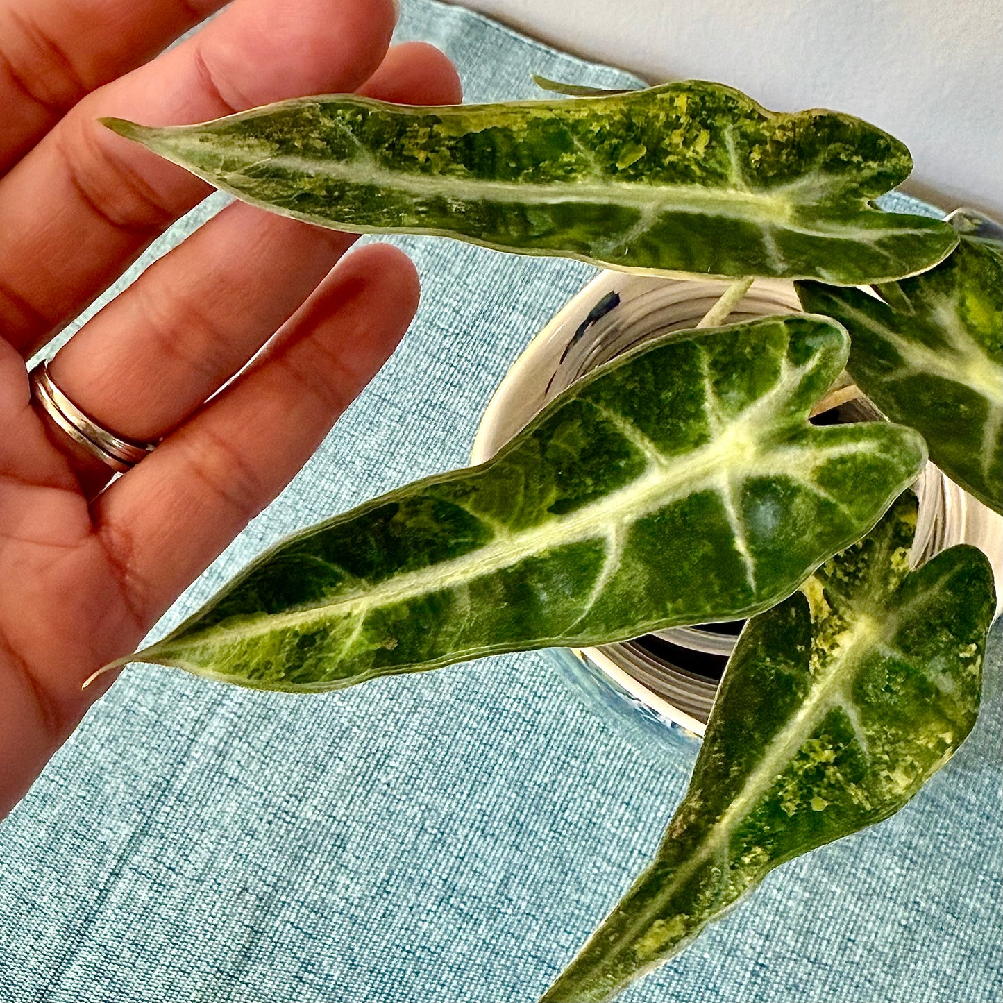 Alocasia Bambino Aurea