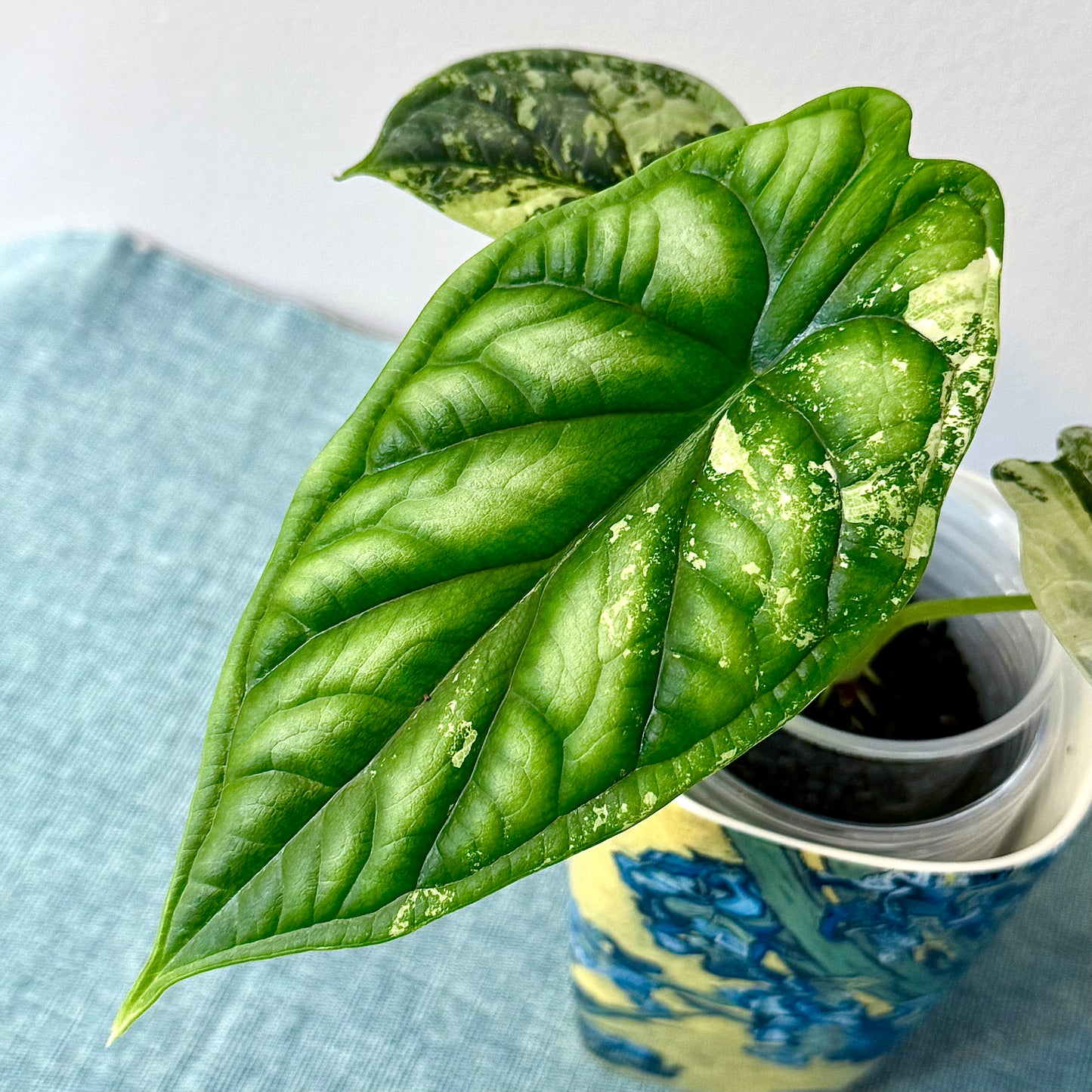 Alocasia Dragon Scale Variegated