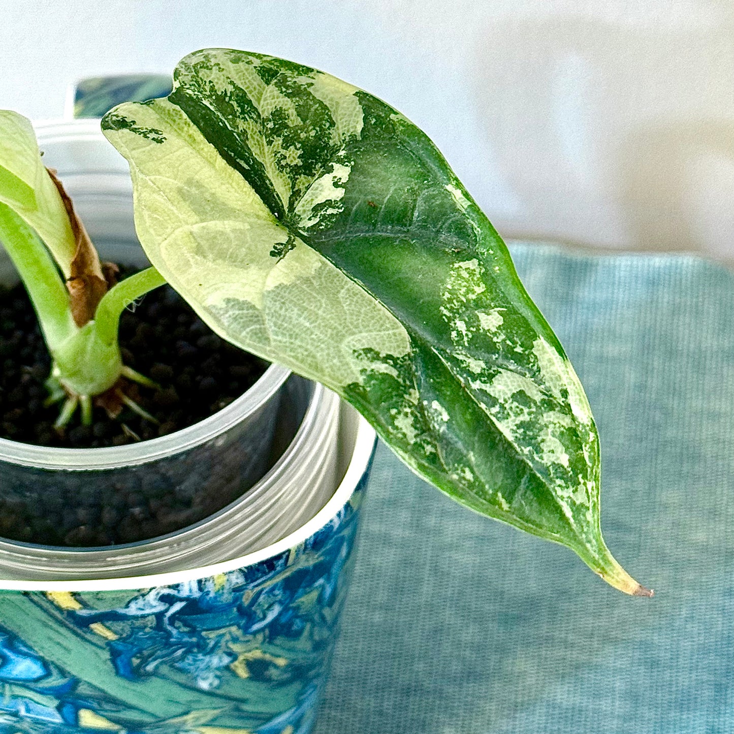 Alocasia Dragon Scale Variegated
