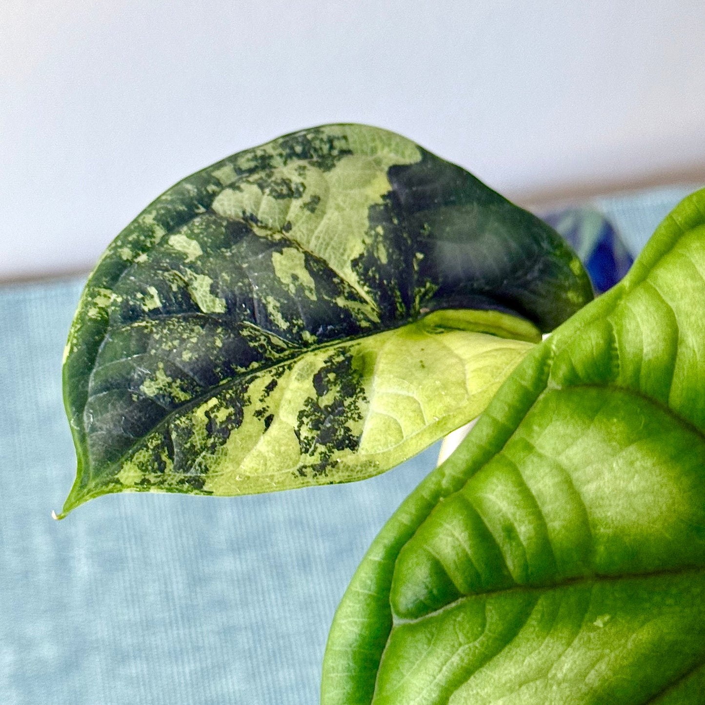 Alocasia Dragon Scale Variegated