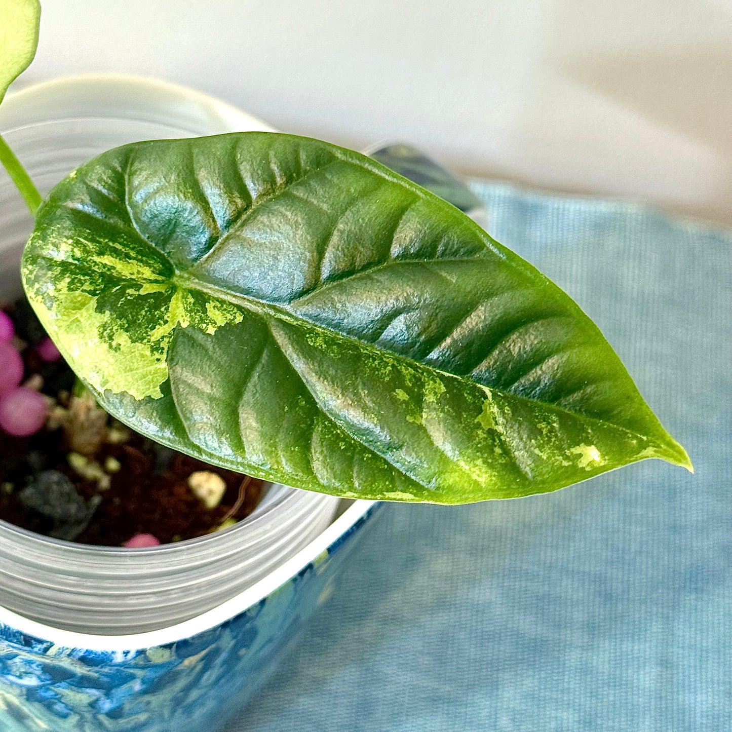 Alocasia Sinuata Albo/Mint