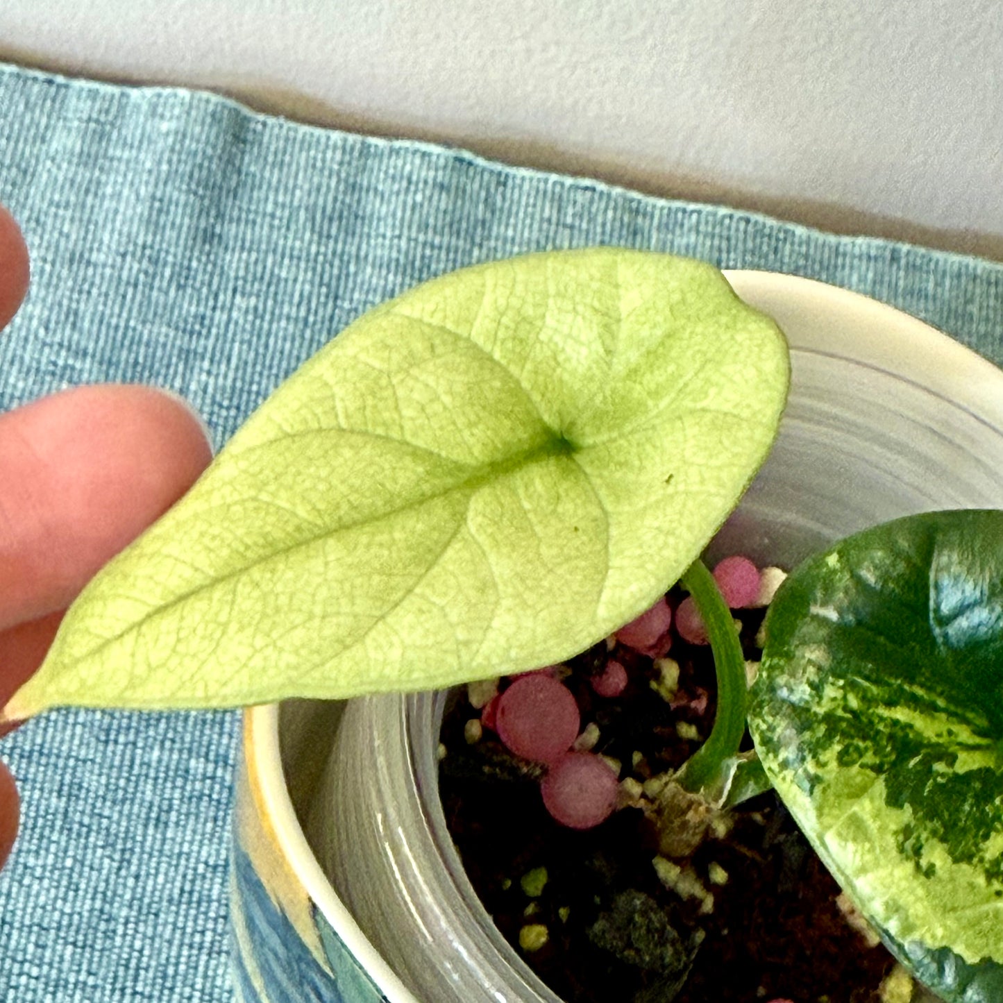 Alocasia Sinuata Albo/Mint