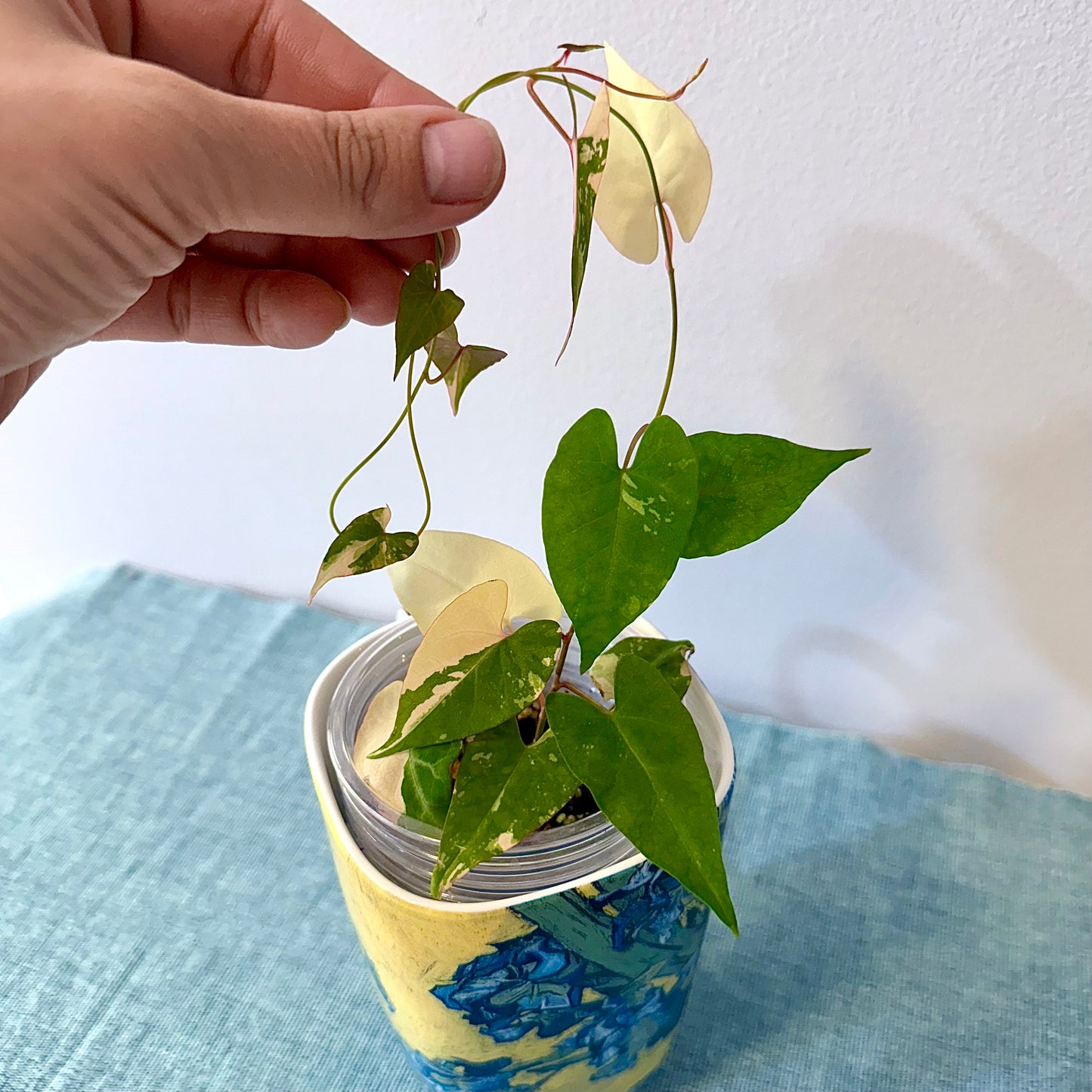 Fallopian Multiflora Variegated