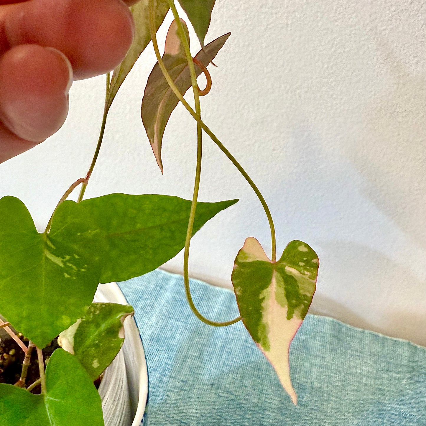 Fallopian Multiflora Variegated