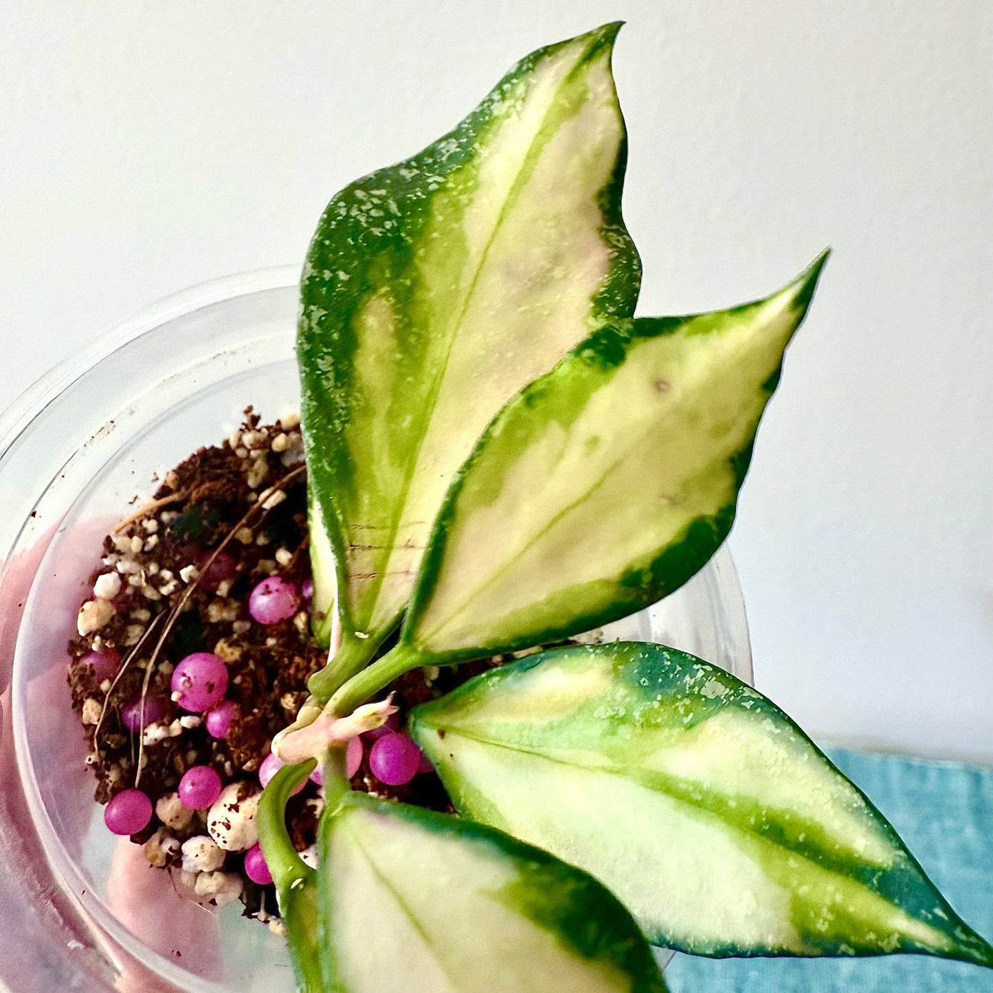 Hoya Nabawanensis Variegated