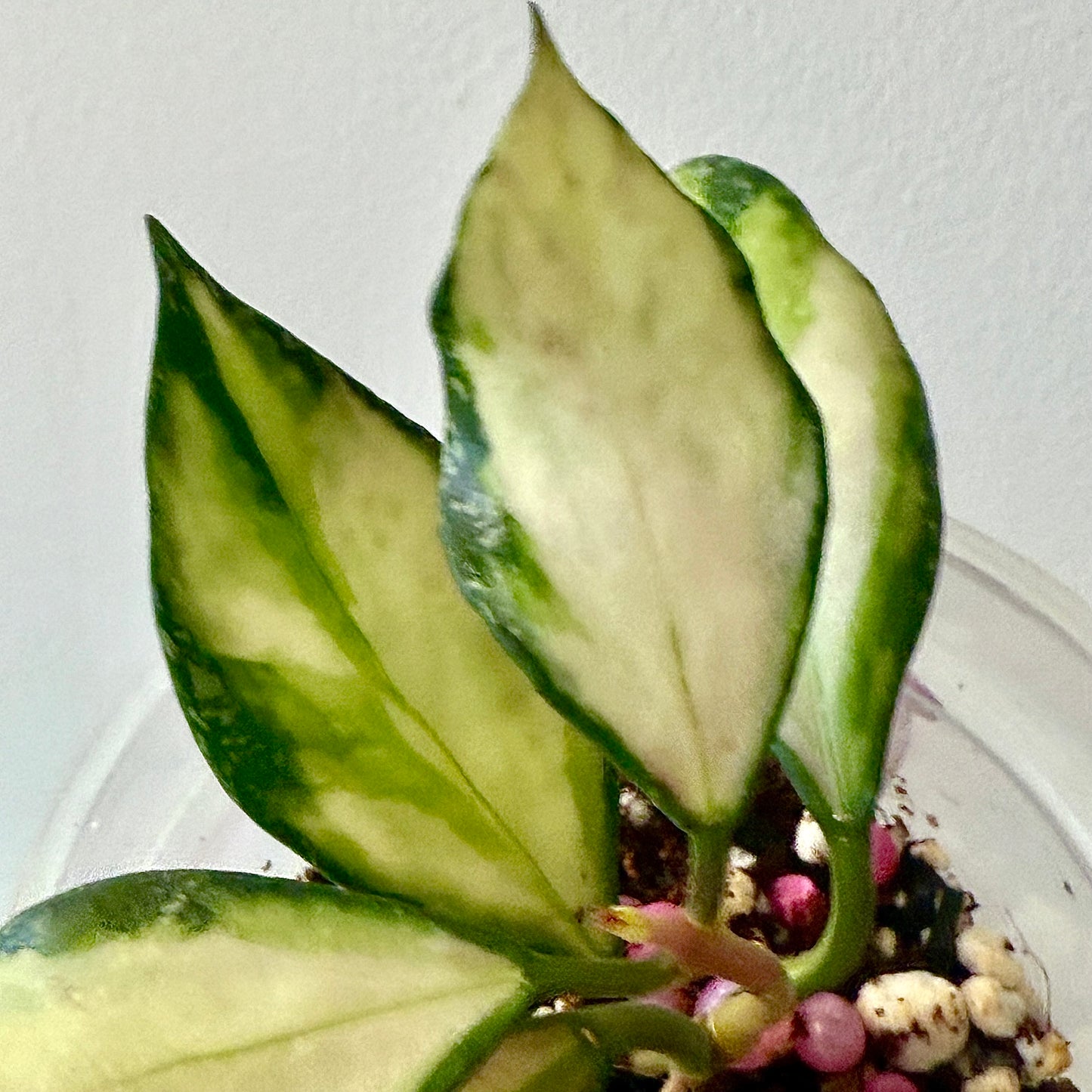 Hoya Nabawanensis Variegated