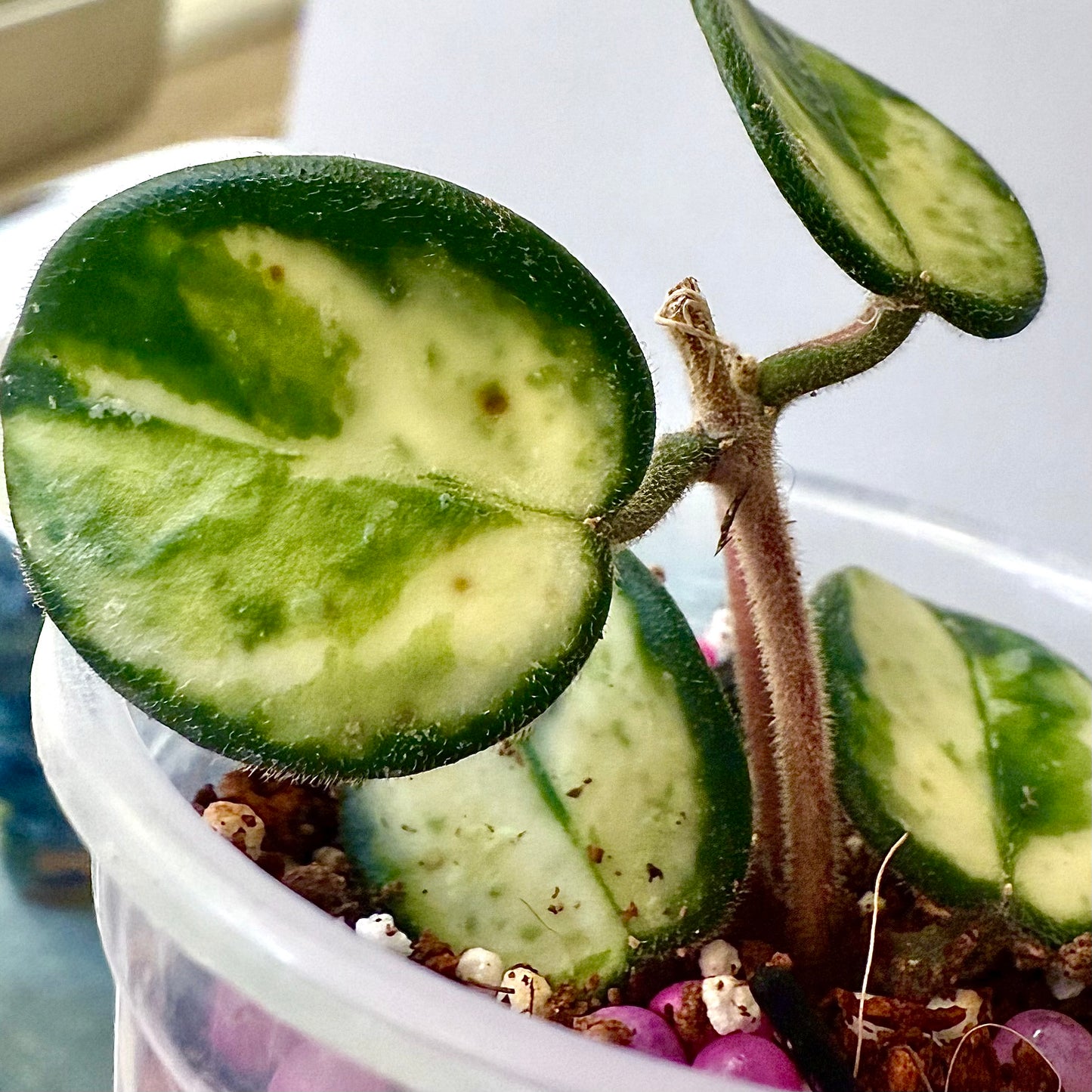 Hoya Mathilde variegated #2 (with peduncle)