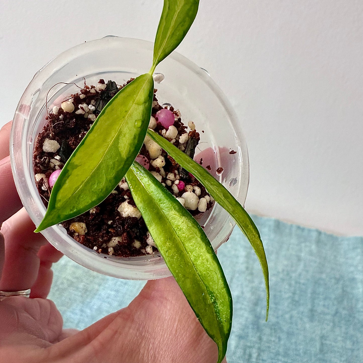 Hoya Yingjiangensis Variegated