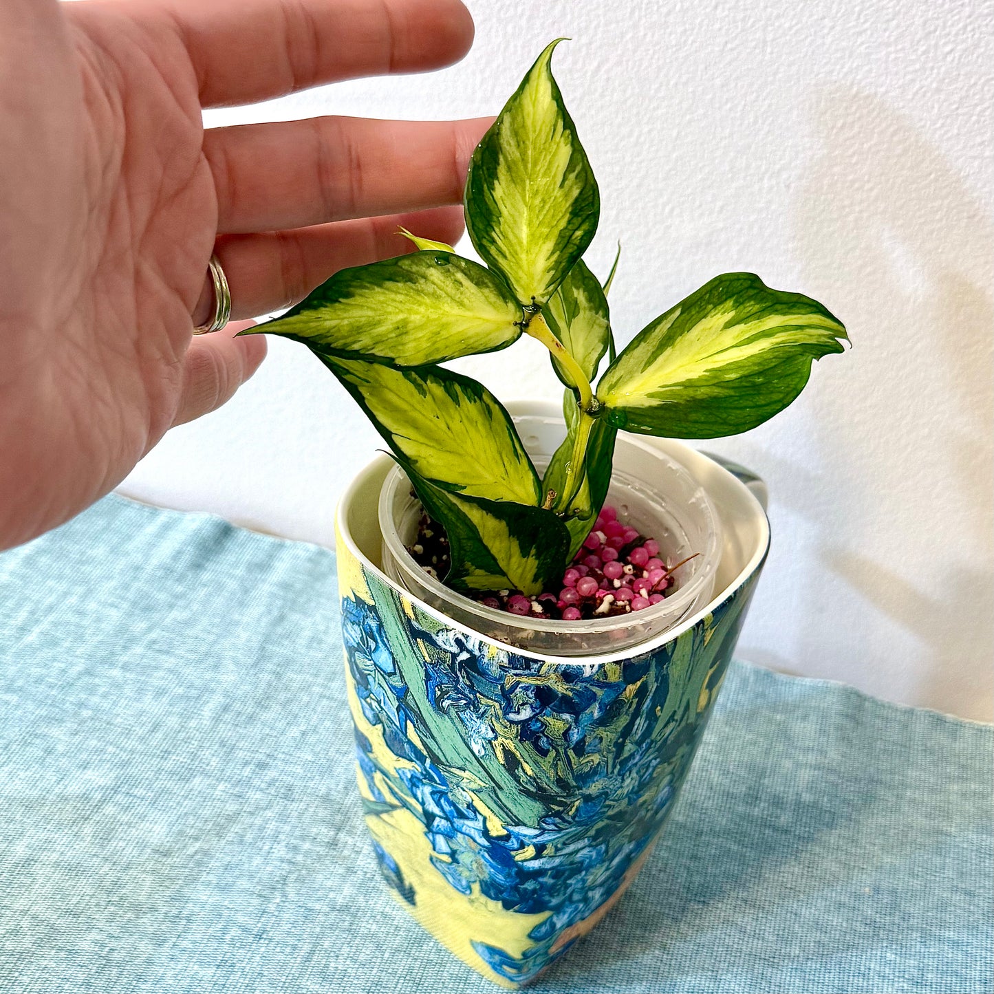 Hoya Polyneura Variegated #2