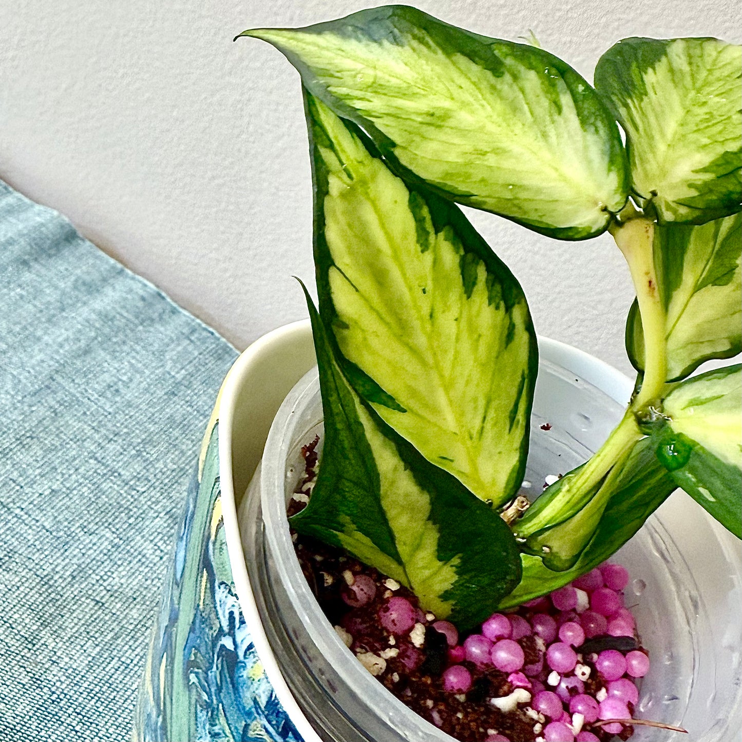 Hoya Polyneura Variegated #2
