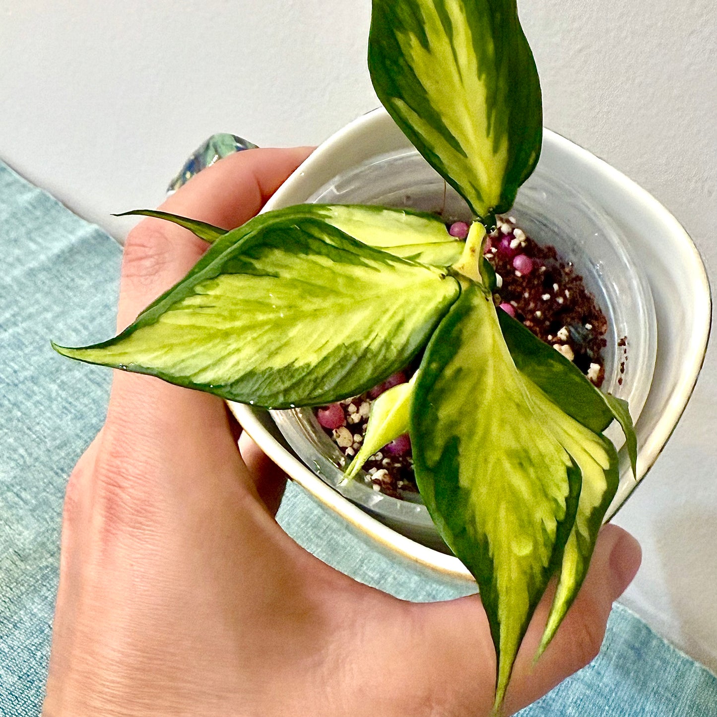 Hoya Polyneura Variegated #2