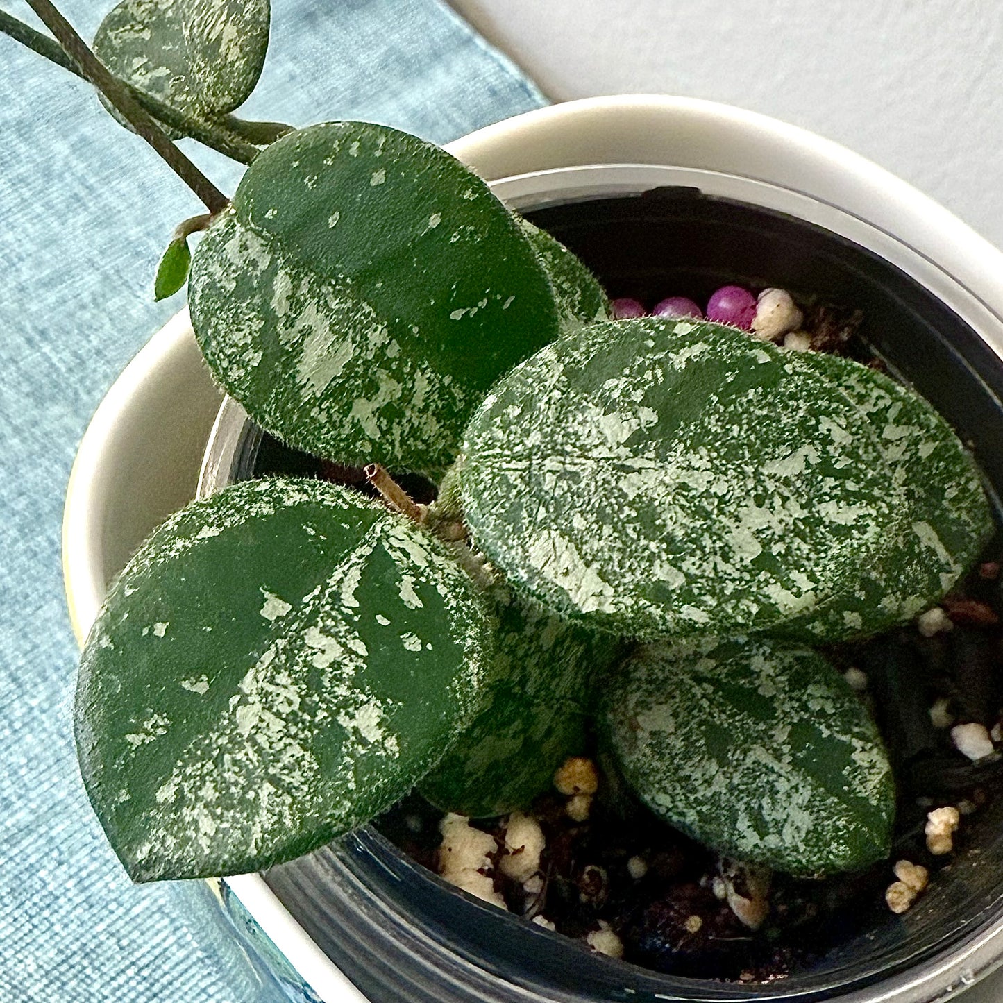 Hoya Mathilde Silver Splash #1 (3 grow points)