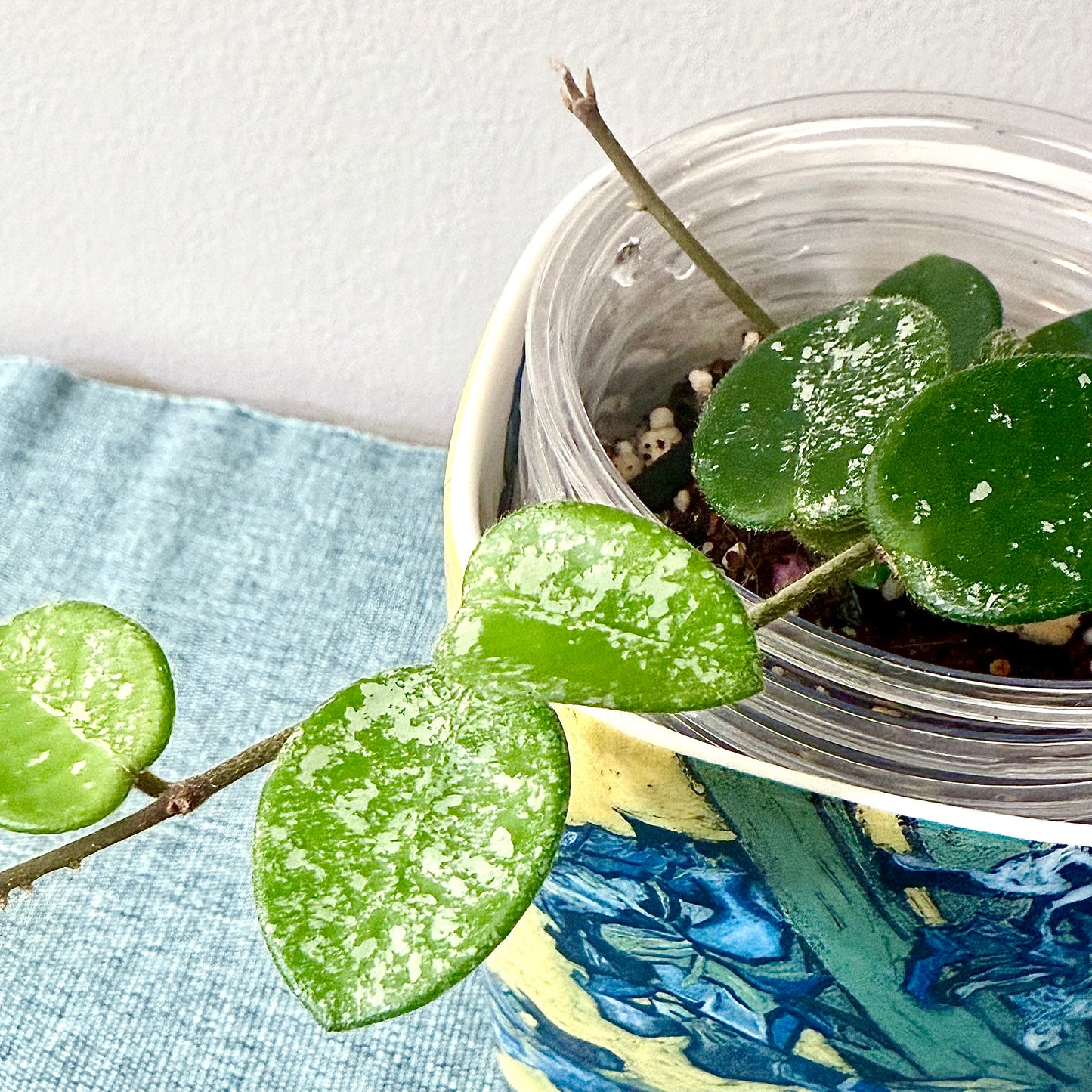 Hoya Mathilde Silver Splash #2 (2 grow points)