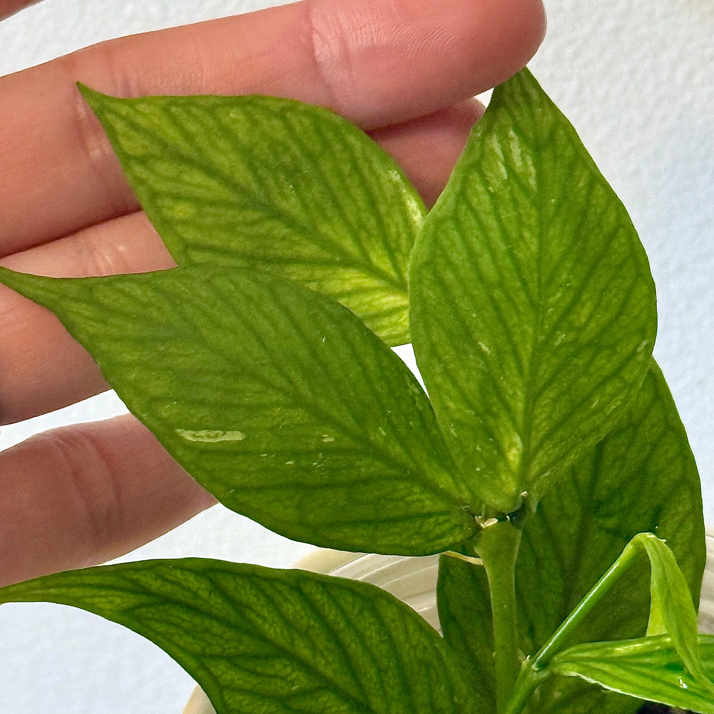 Hoya Polyneura (2 grow points)
