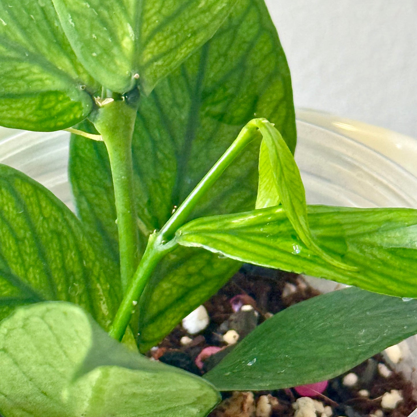 Hoya Polyneura (2 grow points)
