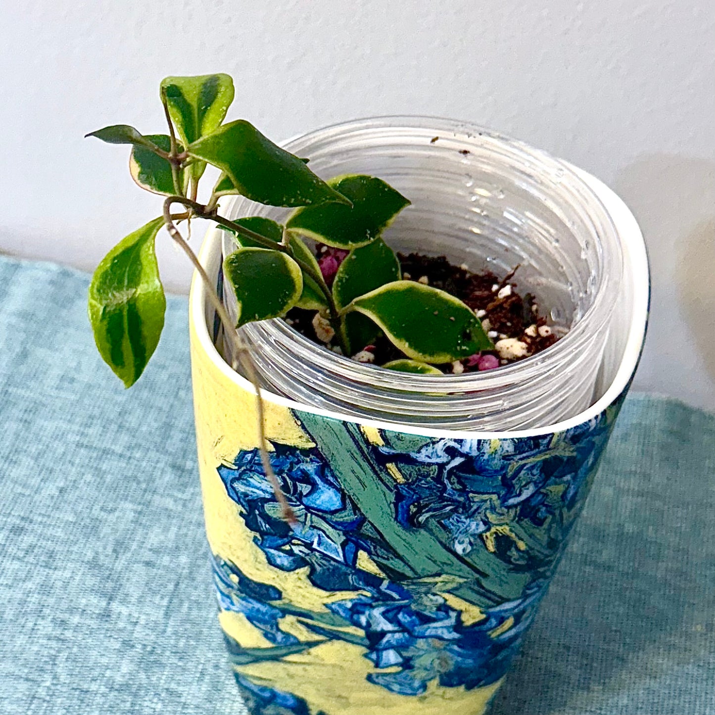 Hoya Bacoensis Albomarginata