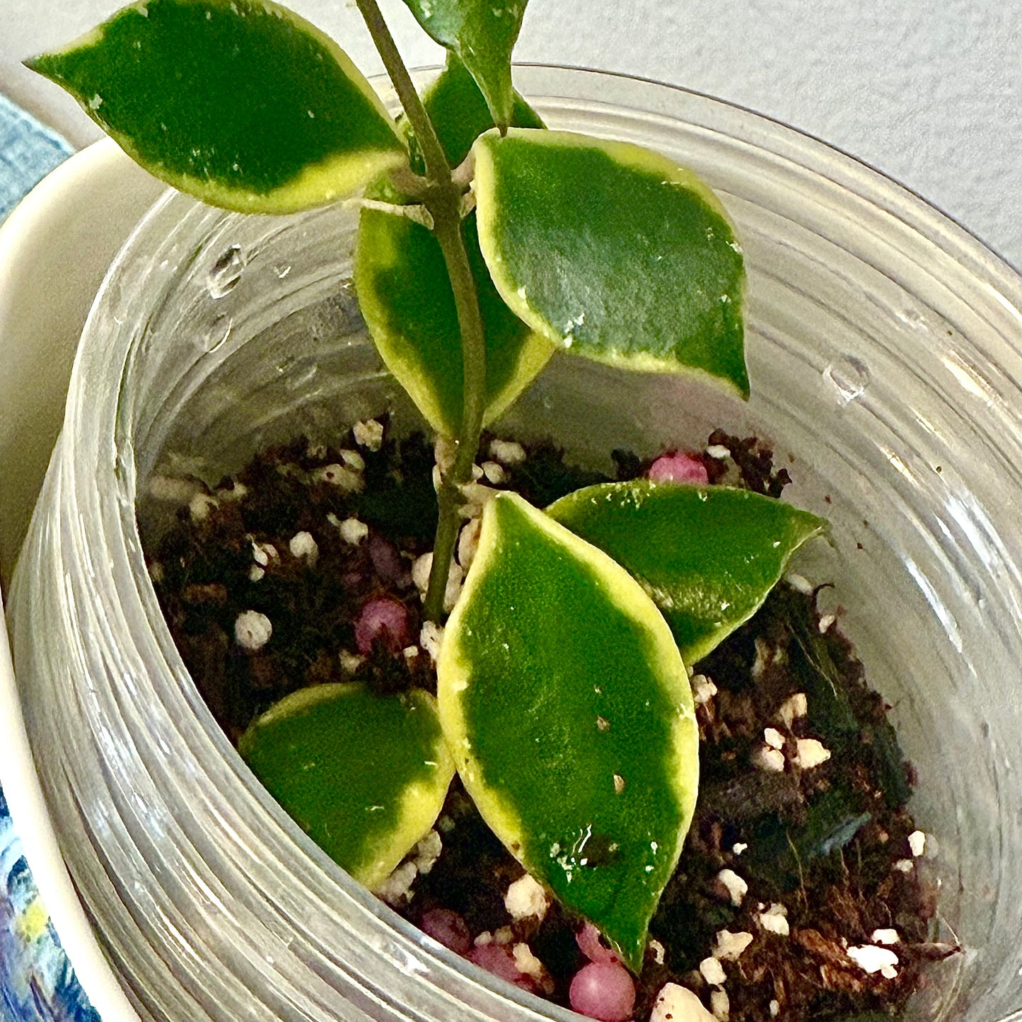 Hoya Bacoensis Albomarginata