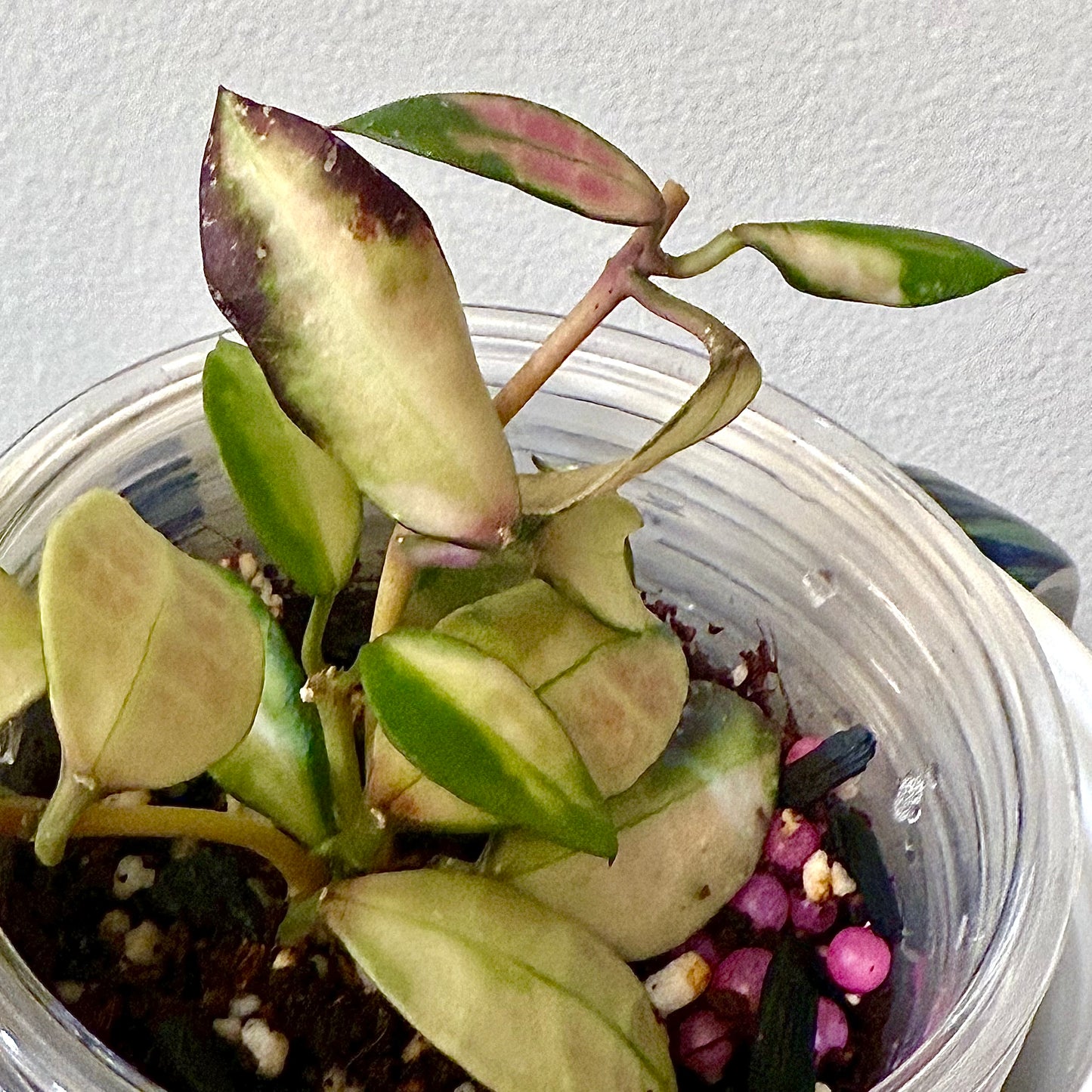 Hoya Walliniana Variegated