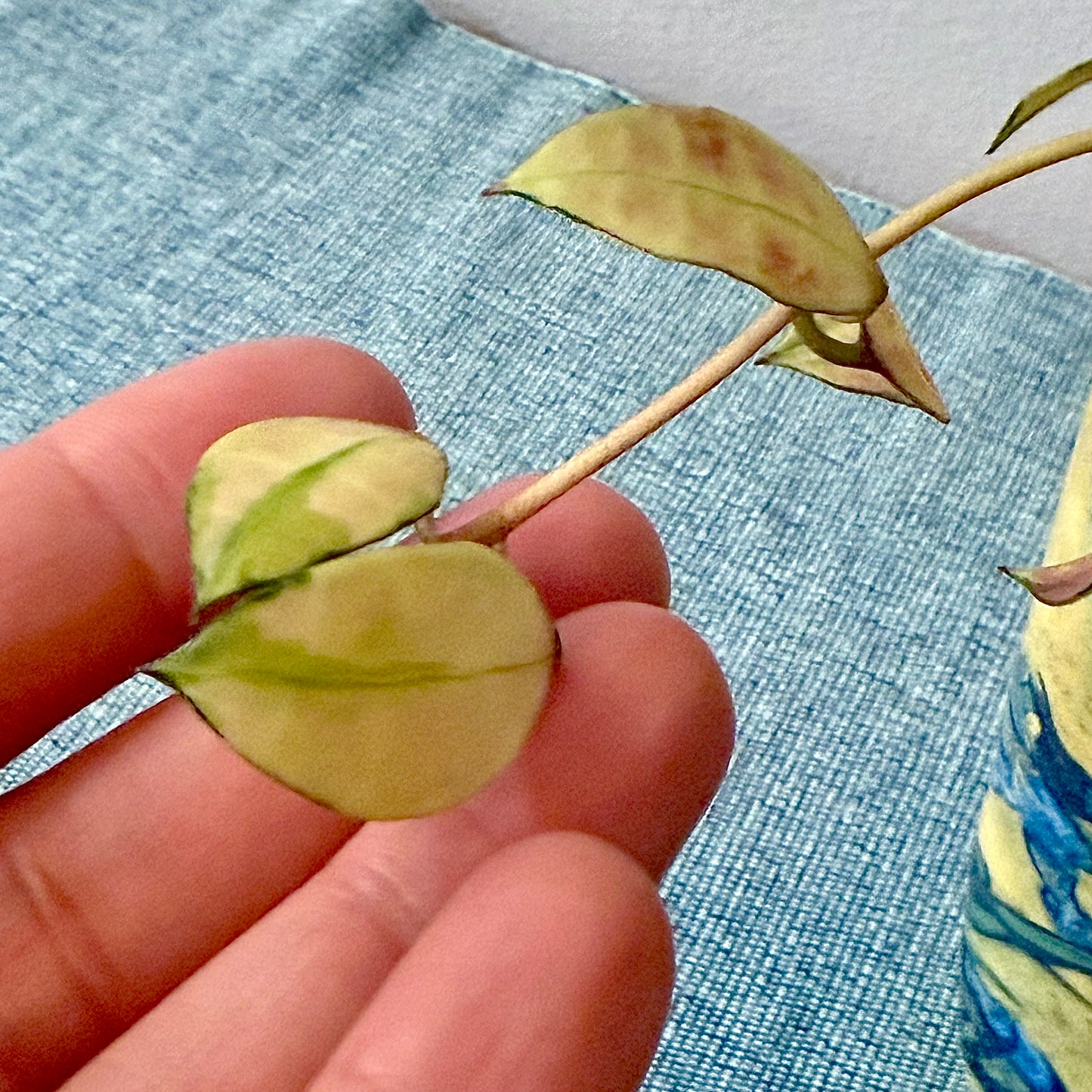 Hoya Walliniana Variegated