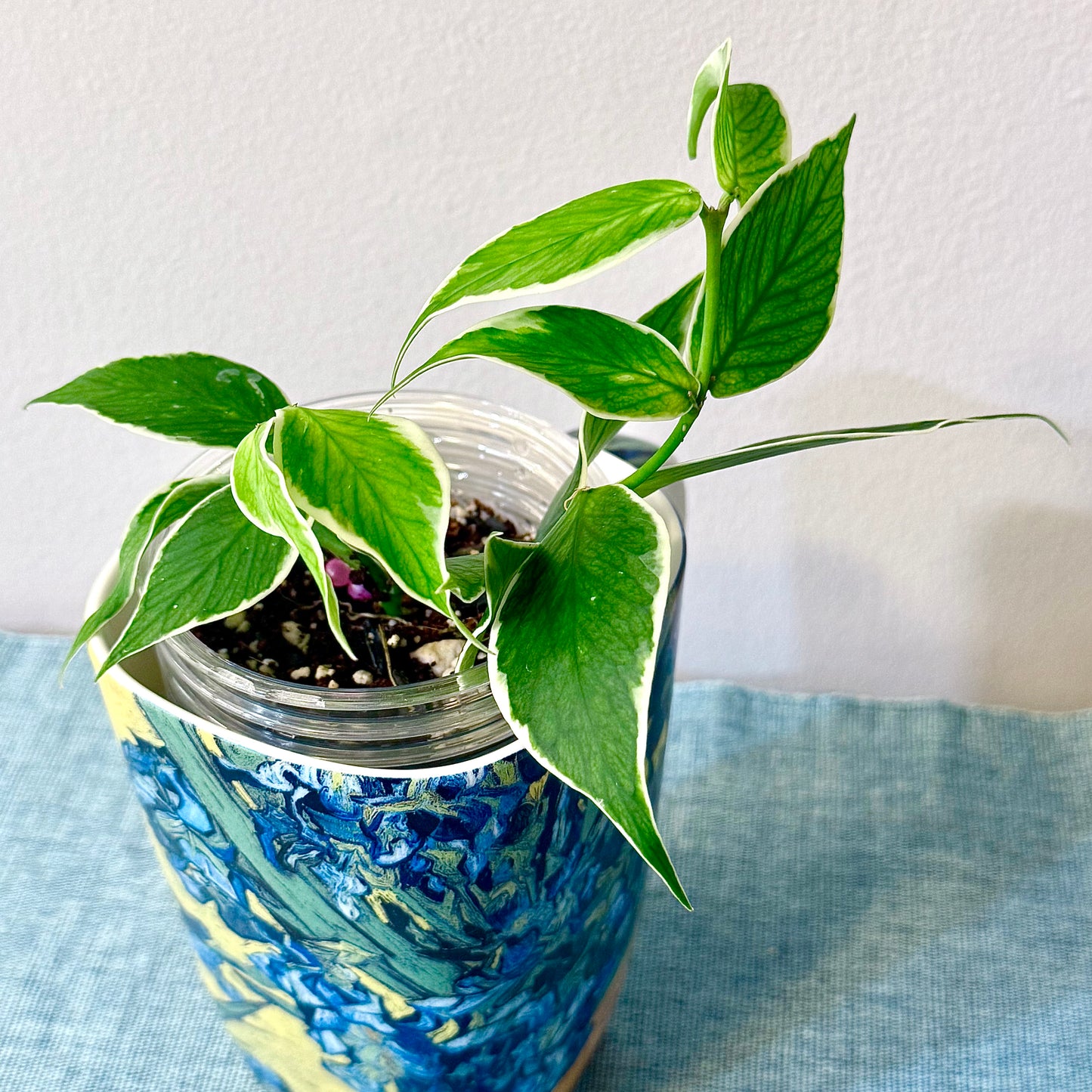 Hoya Polyneura Albomarginata #1 (2 grow points)