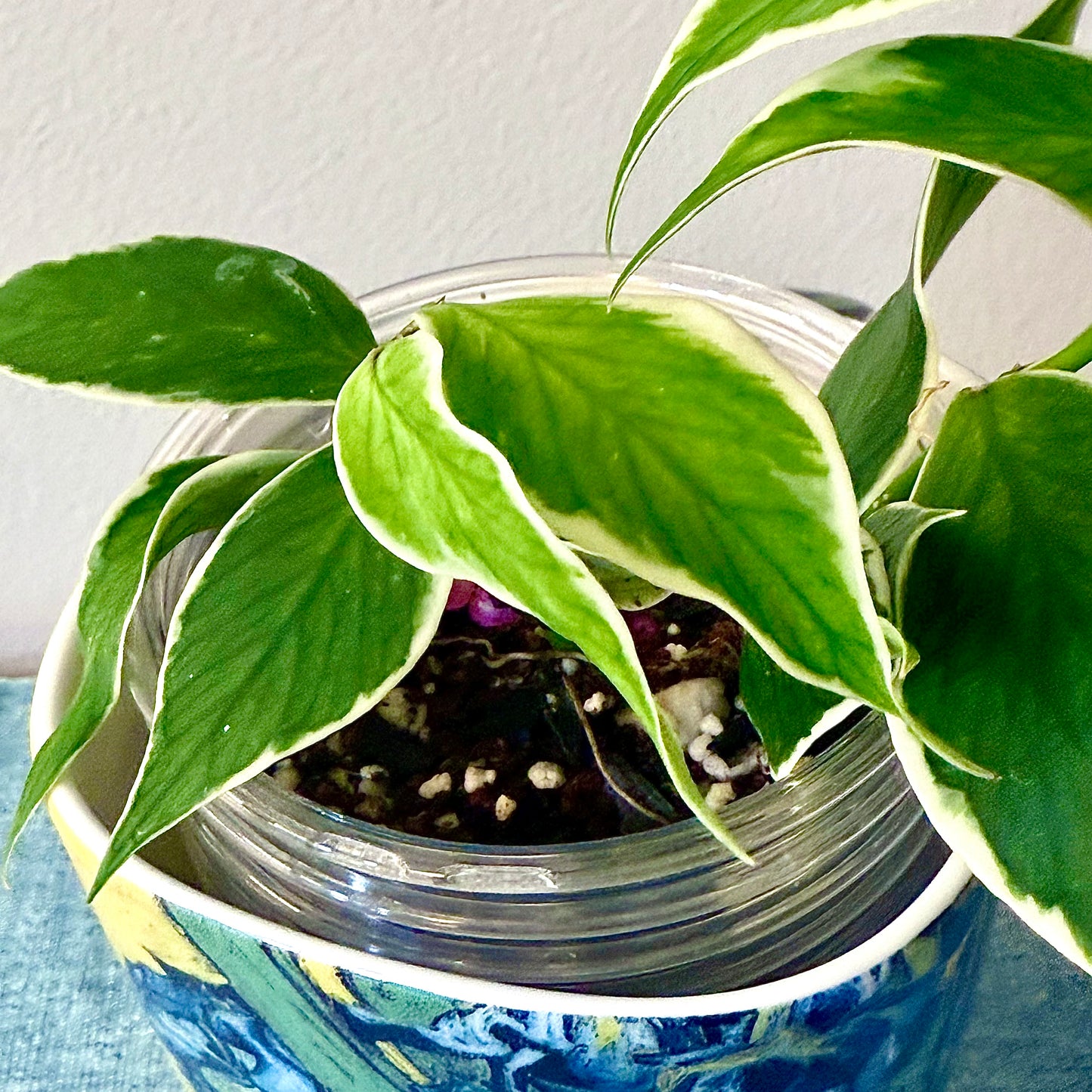 Hoya Polyneura Albomarginata #1 (2 grow points)